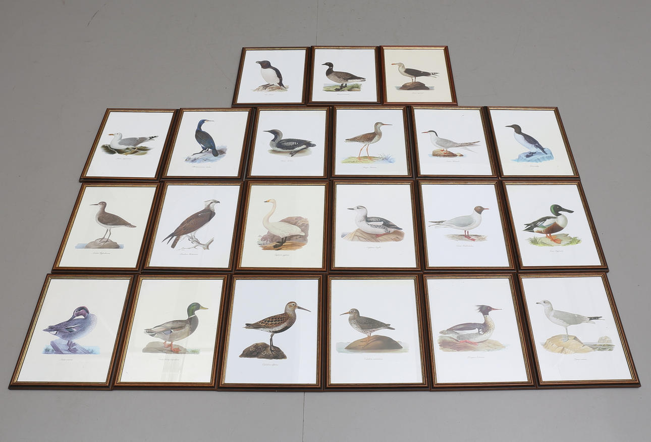 TAVLOR, 21 stycken, tryck med sjöfåglar.