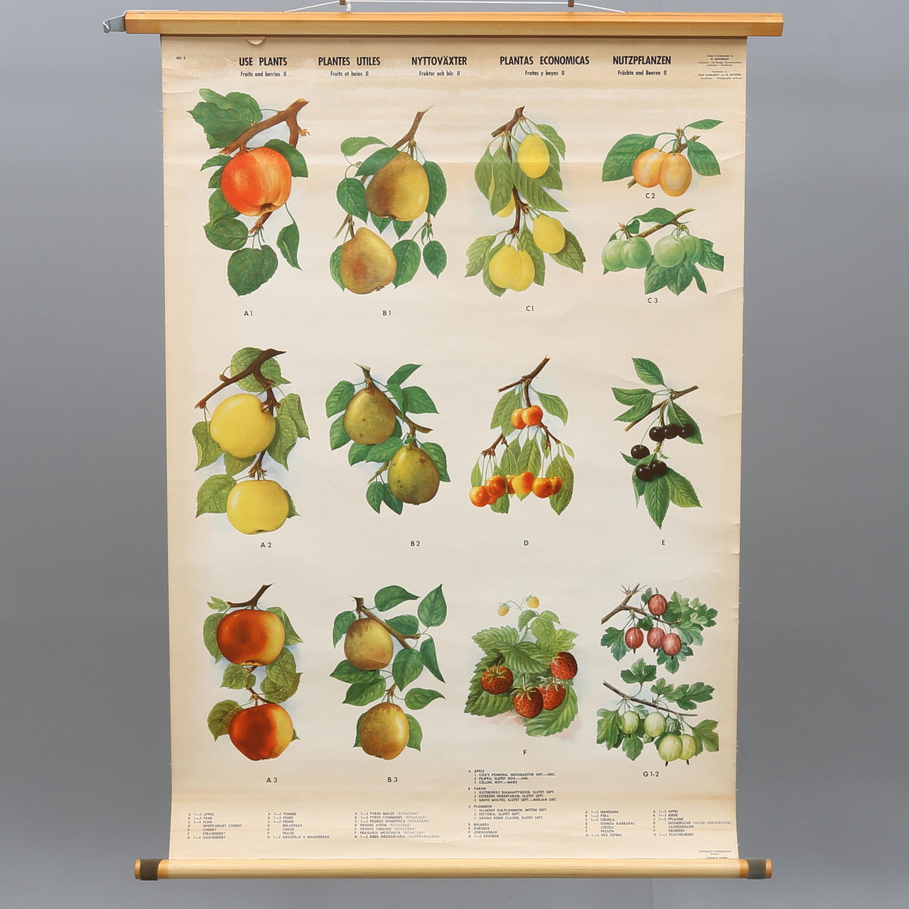 SKOLPLANSCH, "Nyttoväxter, frukter och bär II", 1900-talets mitt.