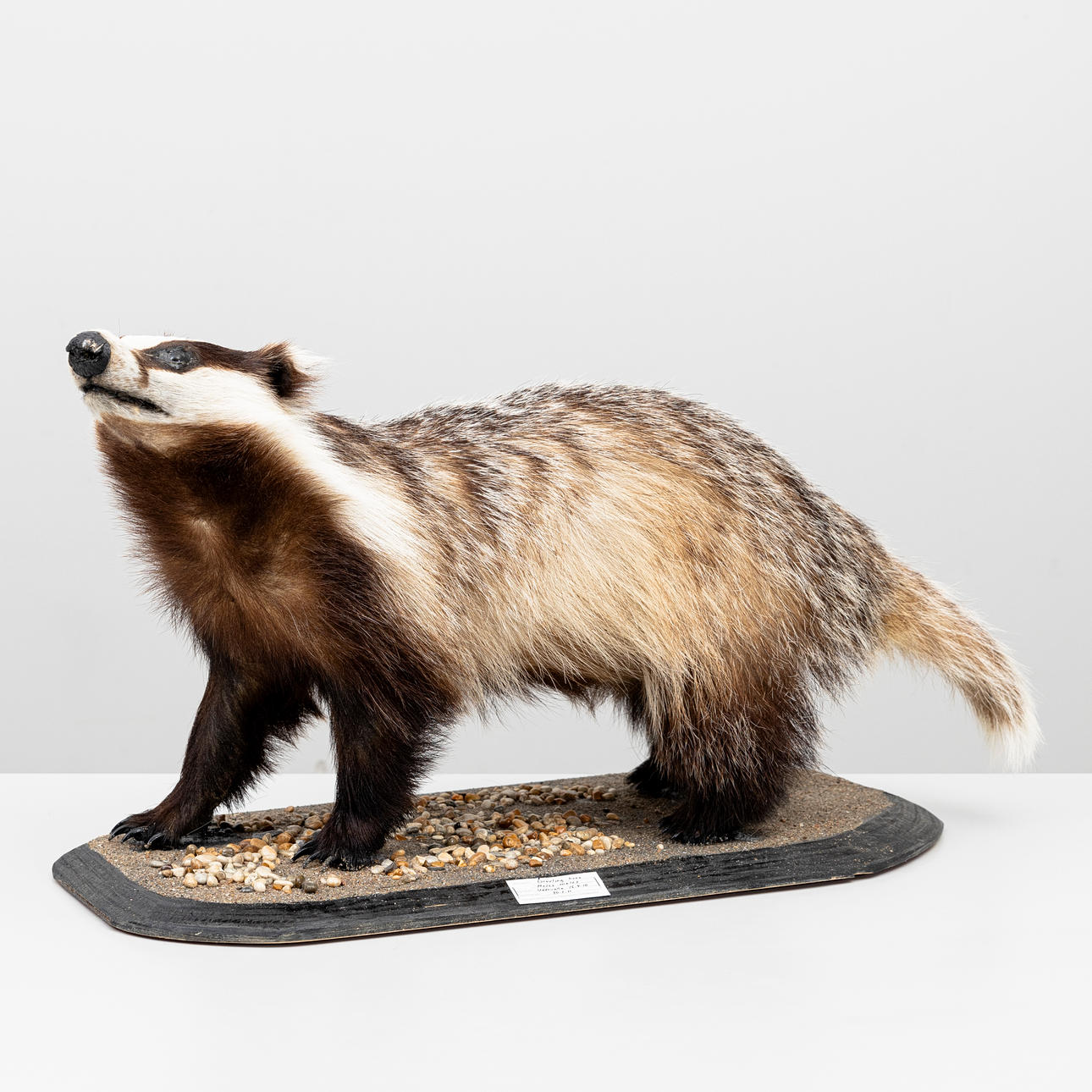 GRÄVLING, (Meles meles), taxidermi.