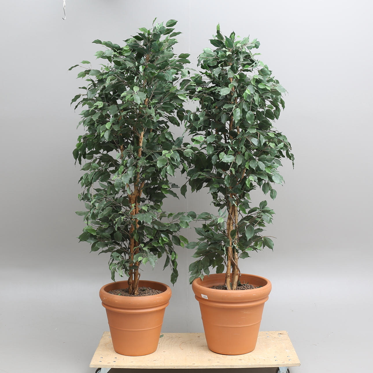 KONSTVÄXTER, 2 stycken, i keramikkrukor.