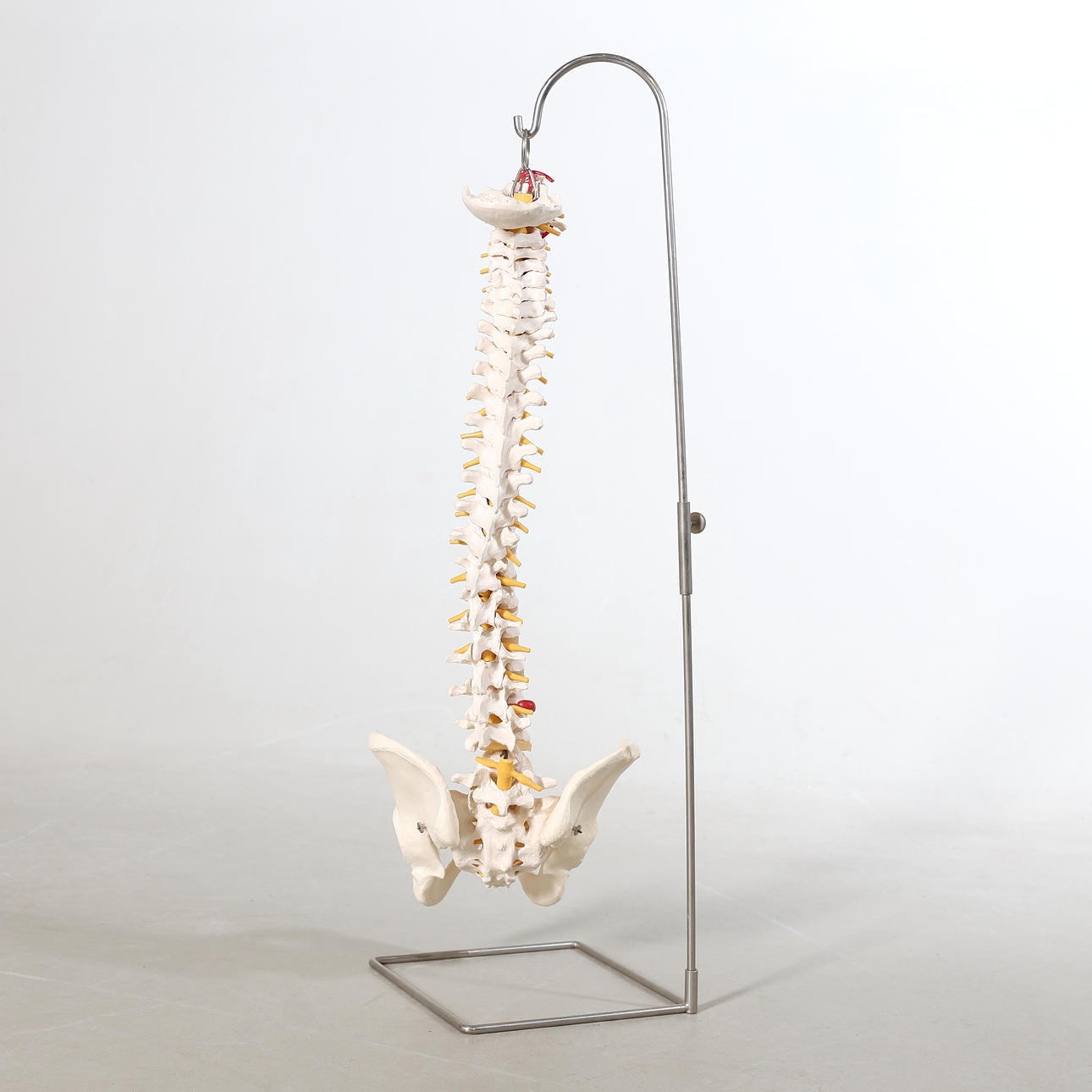ANATOMISK MODELL, ryggrad & bäcken.