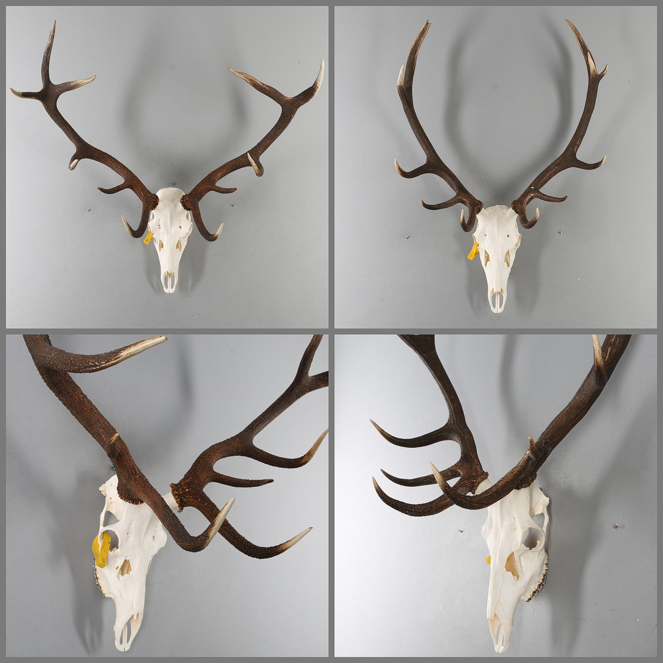 JAKTTROFÉER, 2 st, hjort.