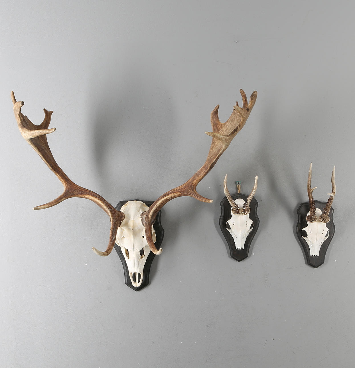 JAKTTROFÉER, 3 st, ren samt rådjur.