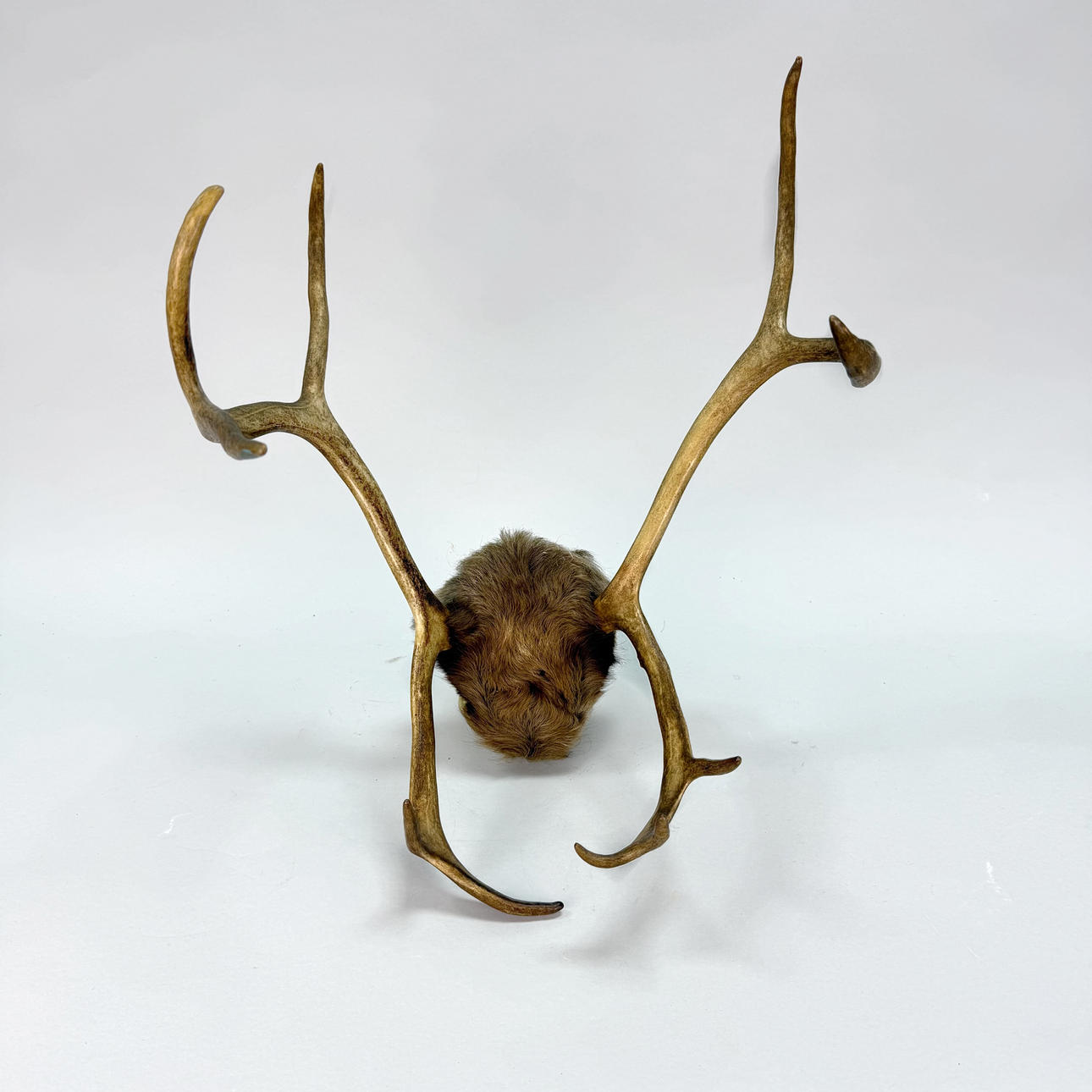 Renhorn - Höjd ca 53 cm.