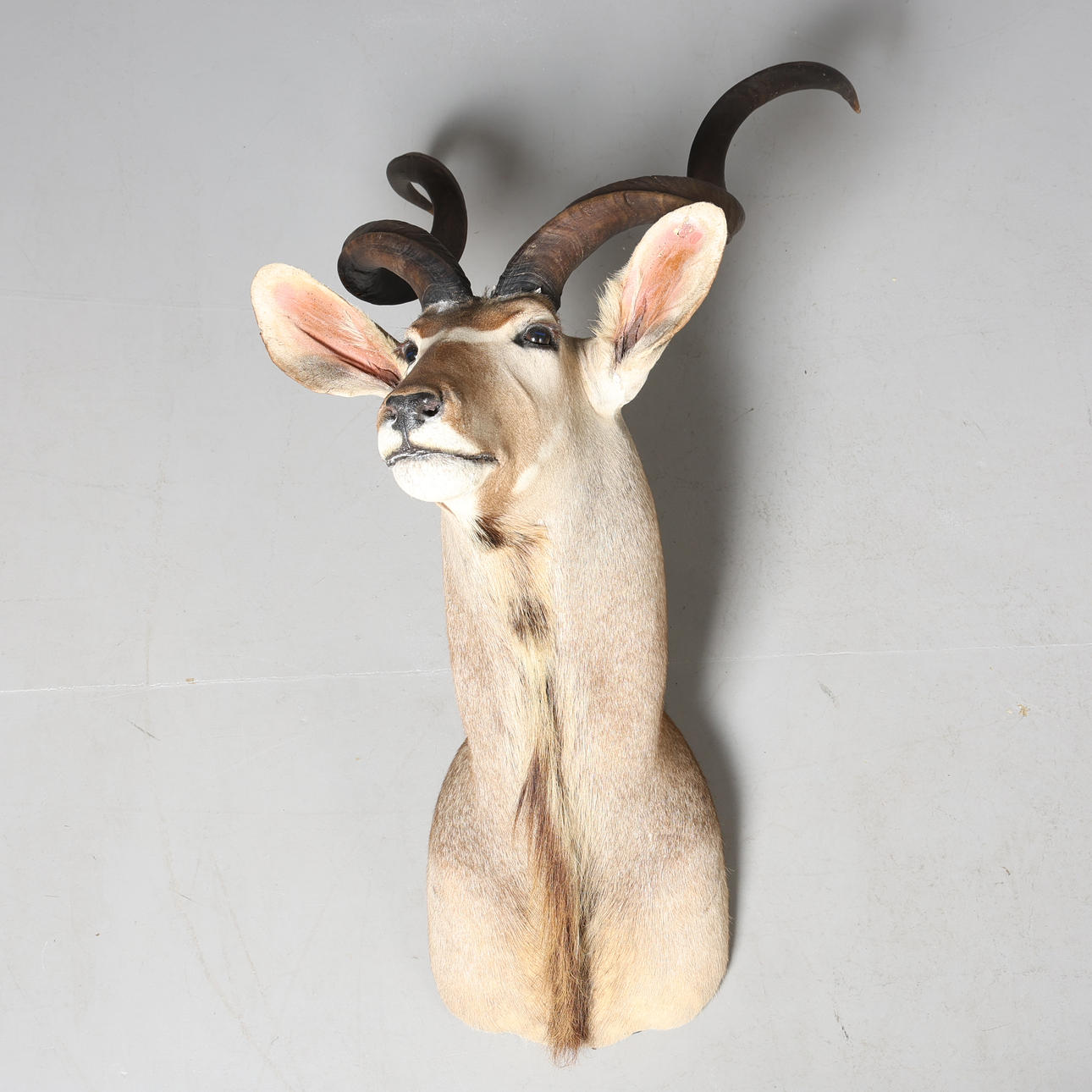 TROFÉ, taxidermi, kudu.