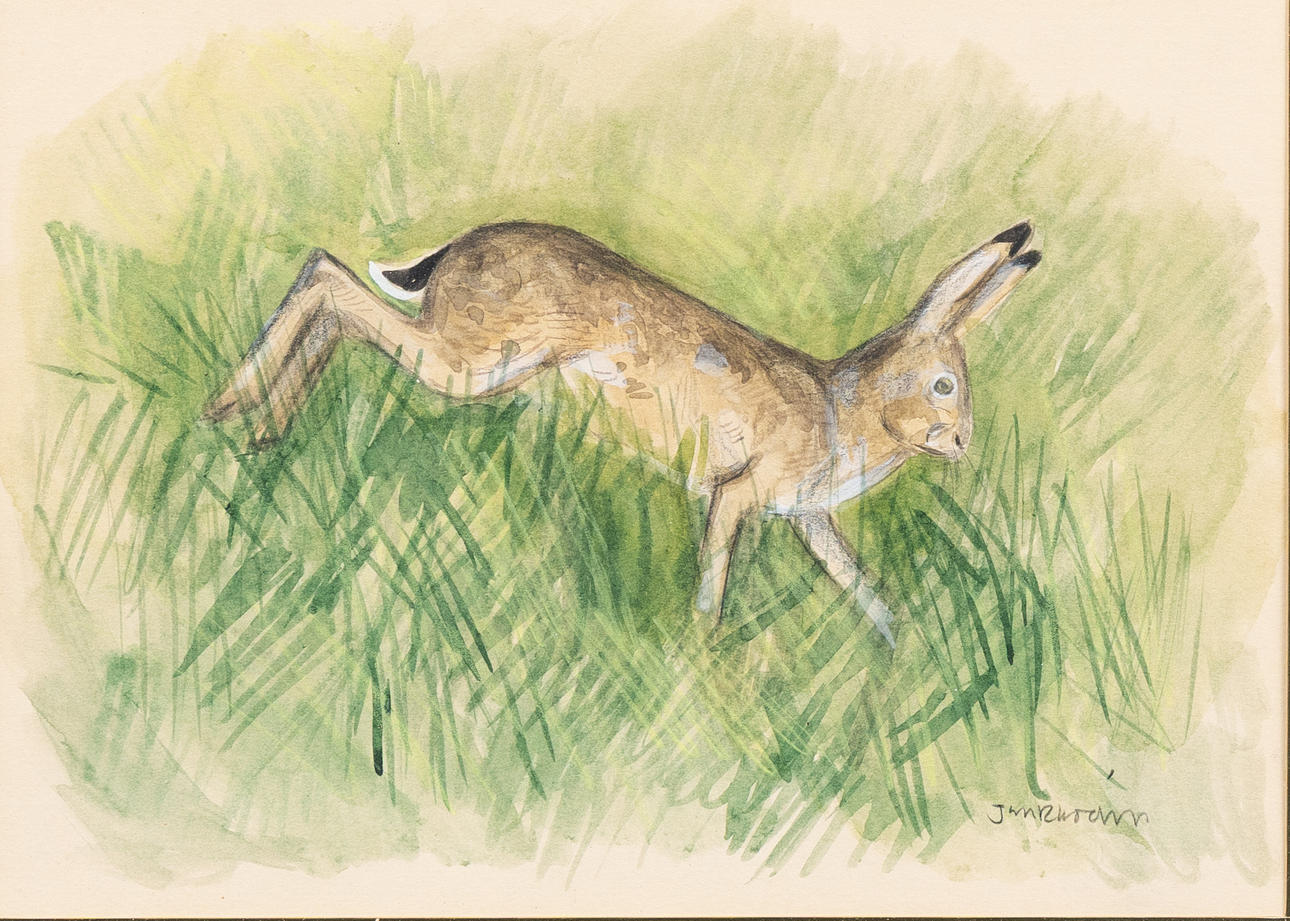 JAN RHODIN (1938-2022). Hare, watercolour, signed. Art - Paintings ...