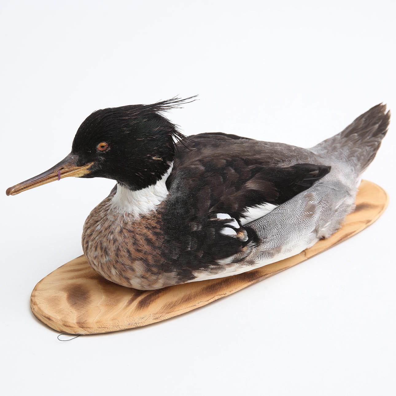 TAXIDERMI Småskrake, Erik Lundberg Gryt.