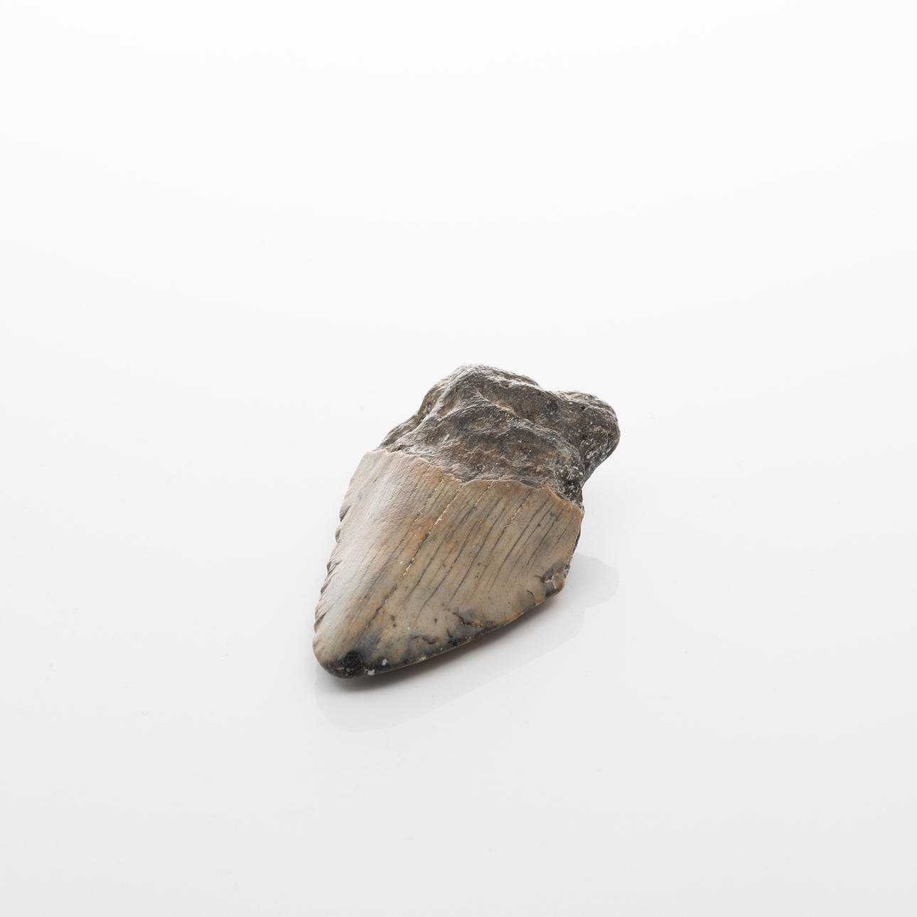 HAJTAND från Megalodon.