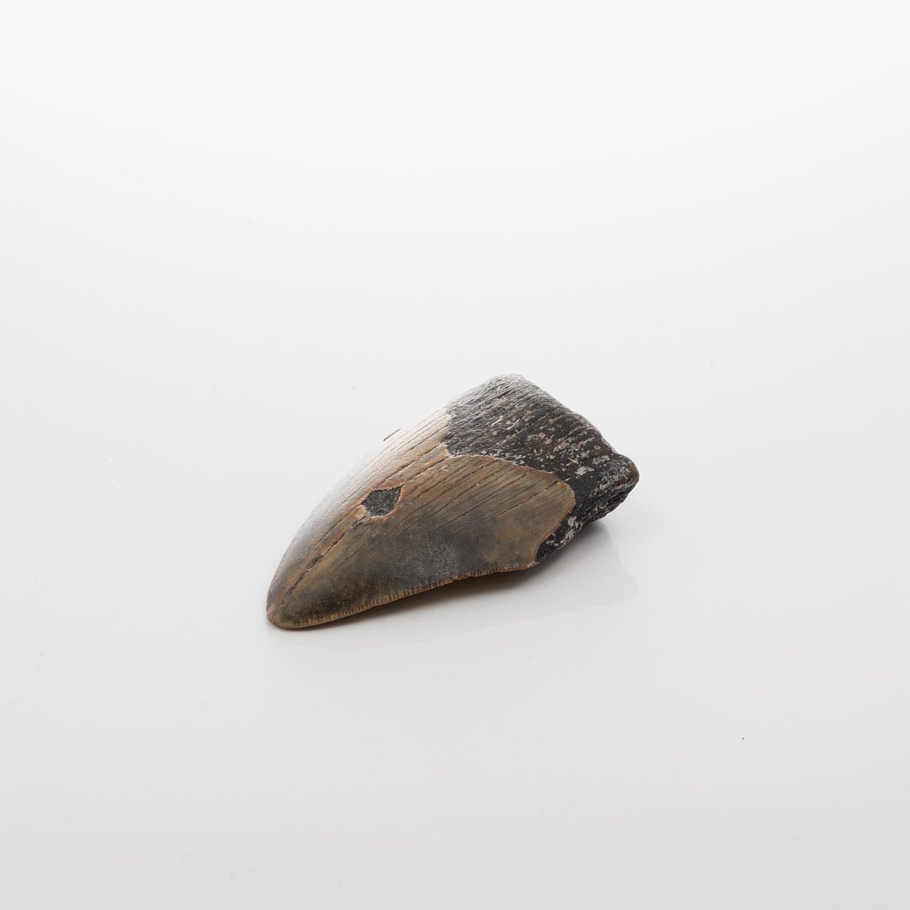 HAJTAND från Megalodon.