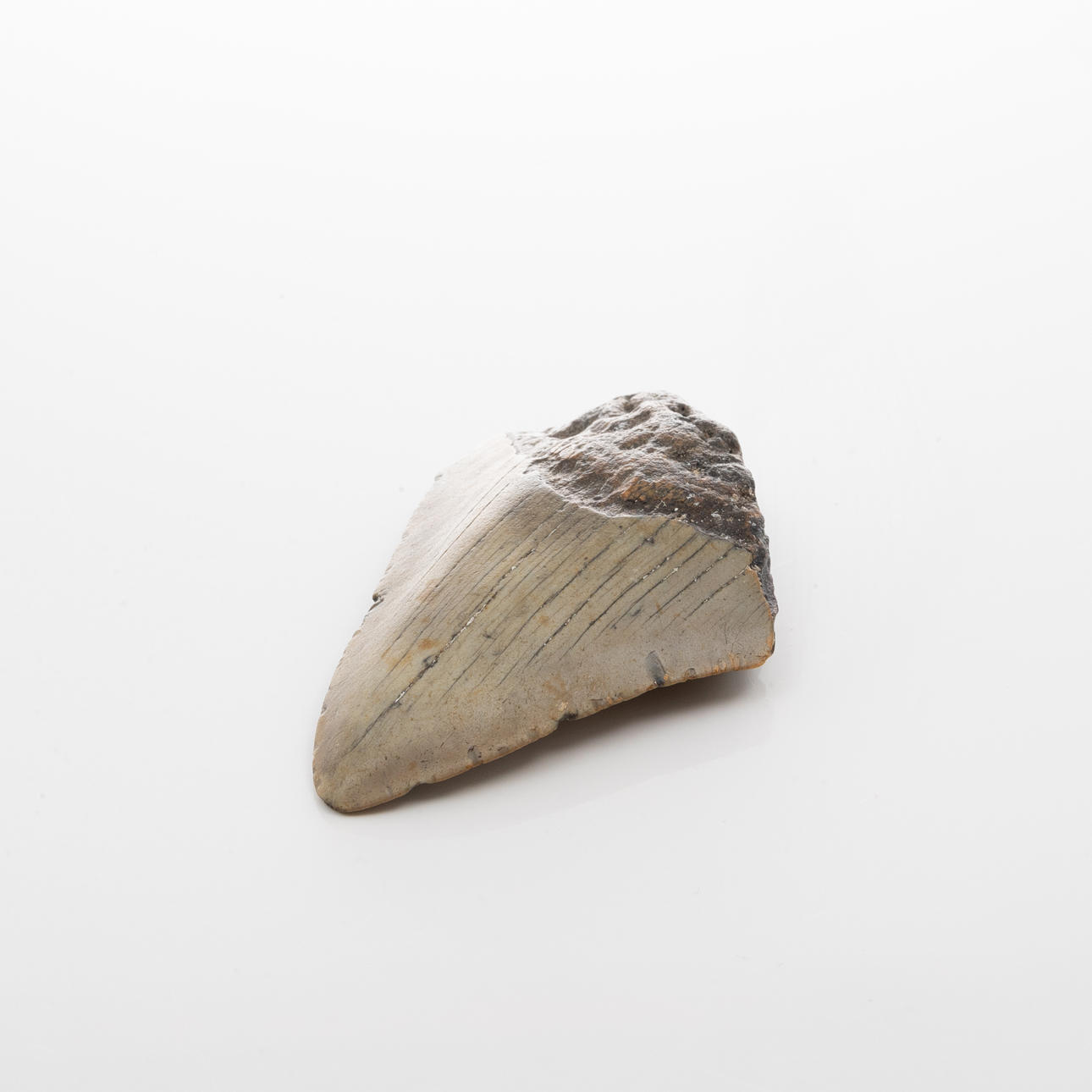 HAJTAND från Megalodon.