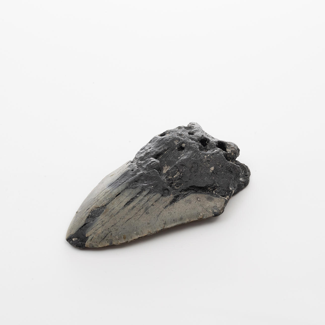 HAJTAND från Megalodon.