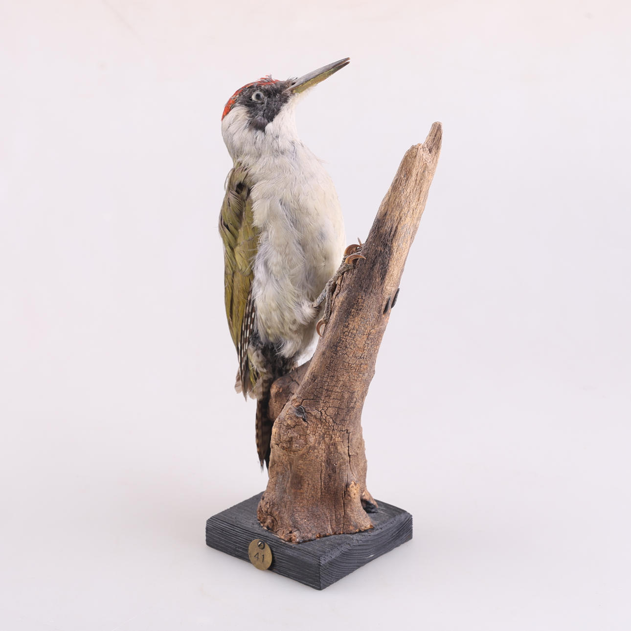 TAXIDERMI, Gröngöling, 1900-tal.