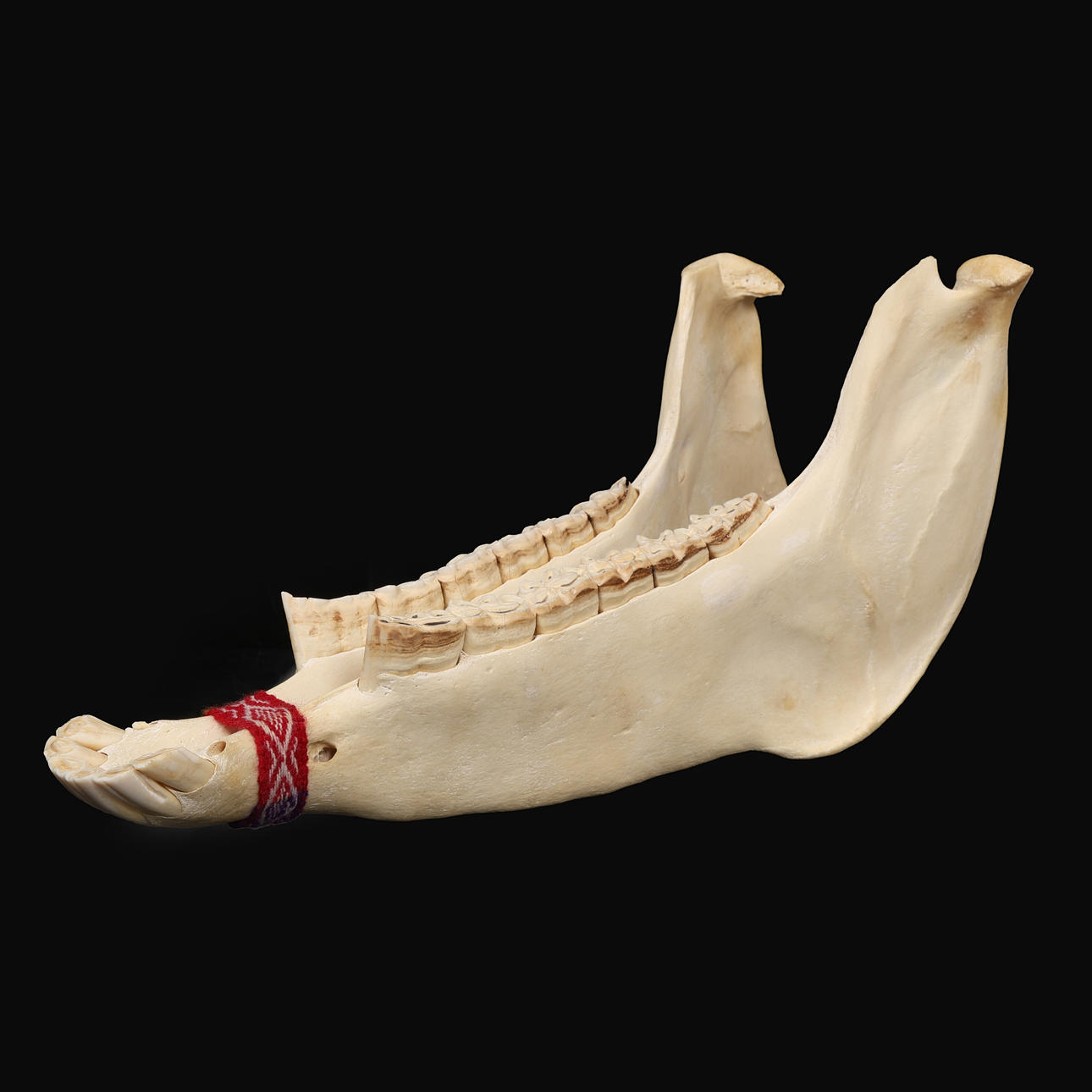 A DONKEY JAW QUIJADA PERCUSSION INSTRUMENT.
