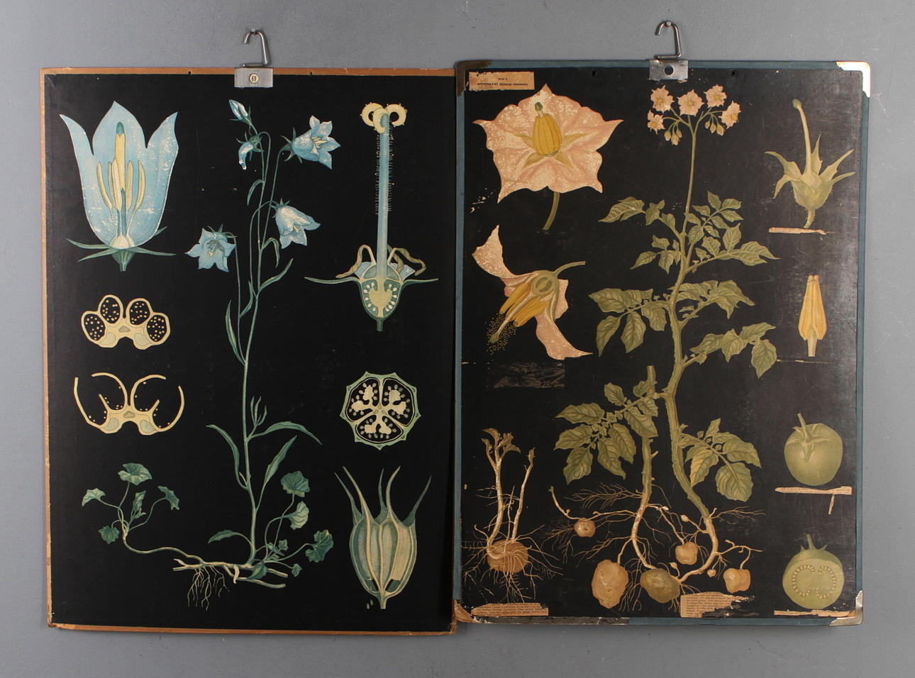 SKOLPLANSCHER, 2 st, Växttavlor, 1900-första hälft.