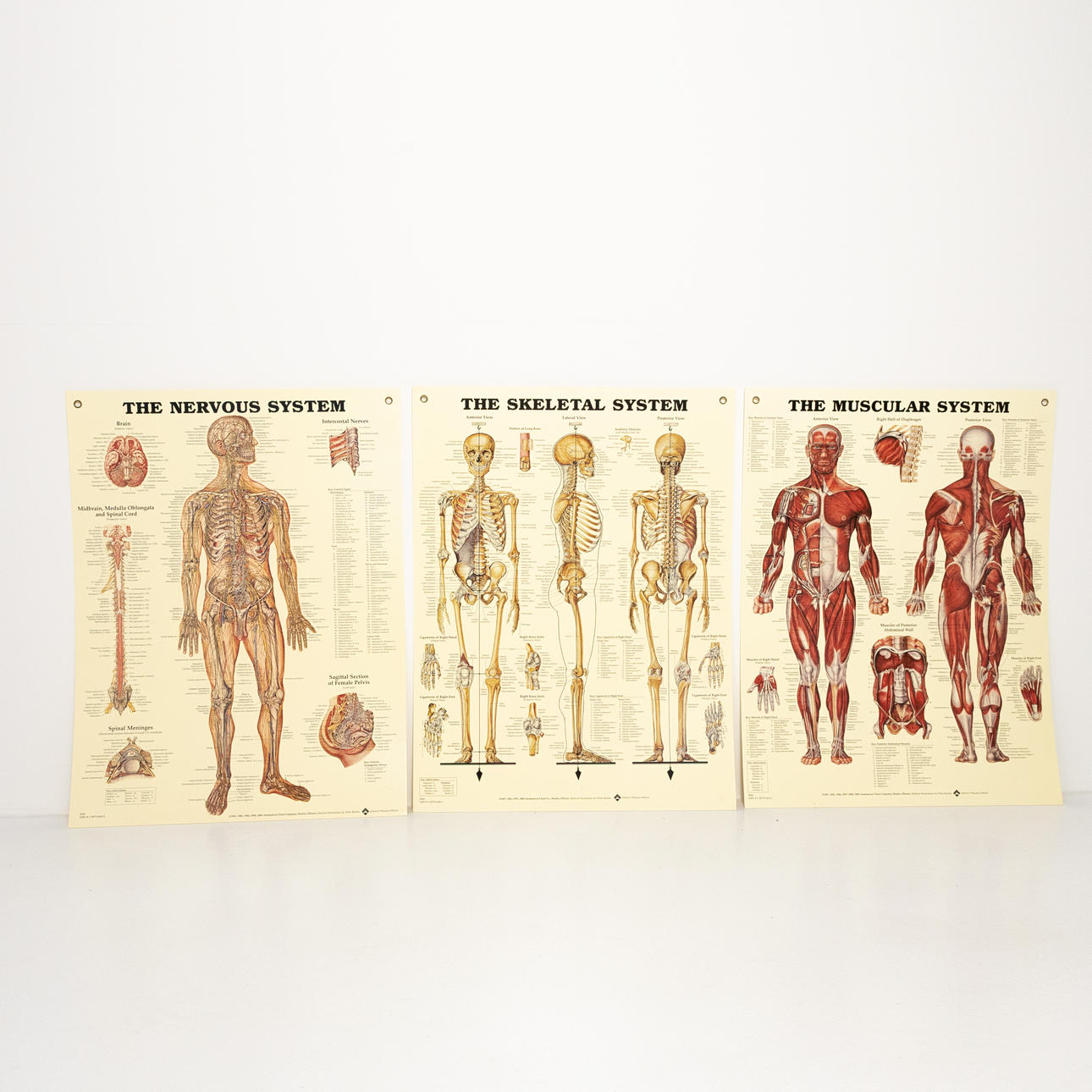 ANATOMISKA TAVLOR, 3 st.