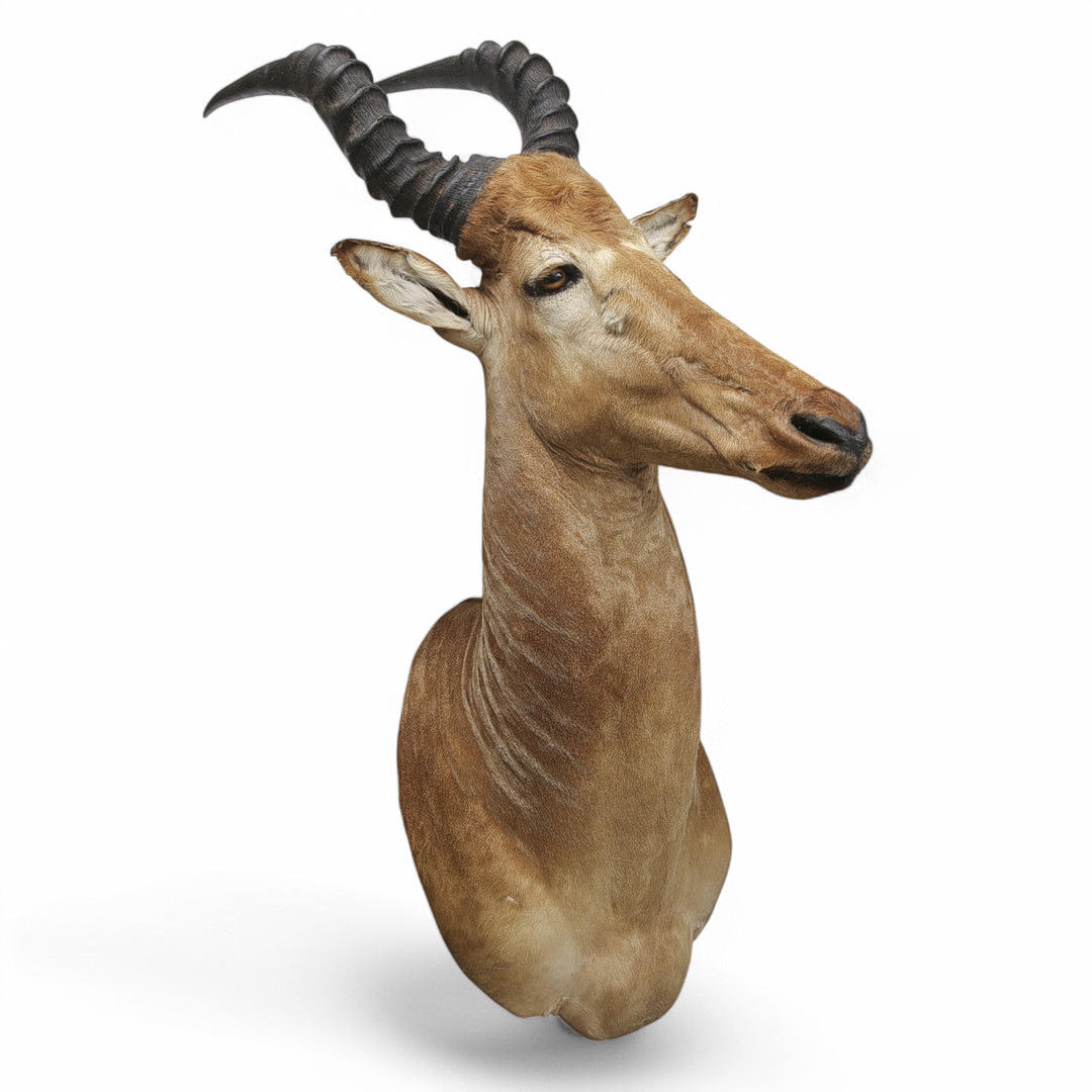 JAKTTROFÉ, Västafrikansk Hartebeest/Alcelaphus Buselaphus.