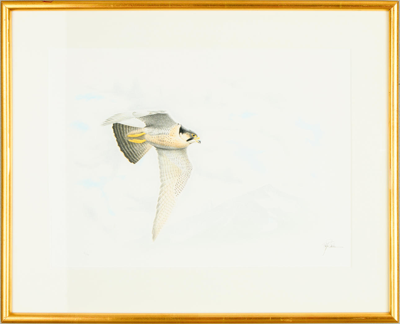 STAFFAN ULLSTRÖM. Peregrine falcon.