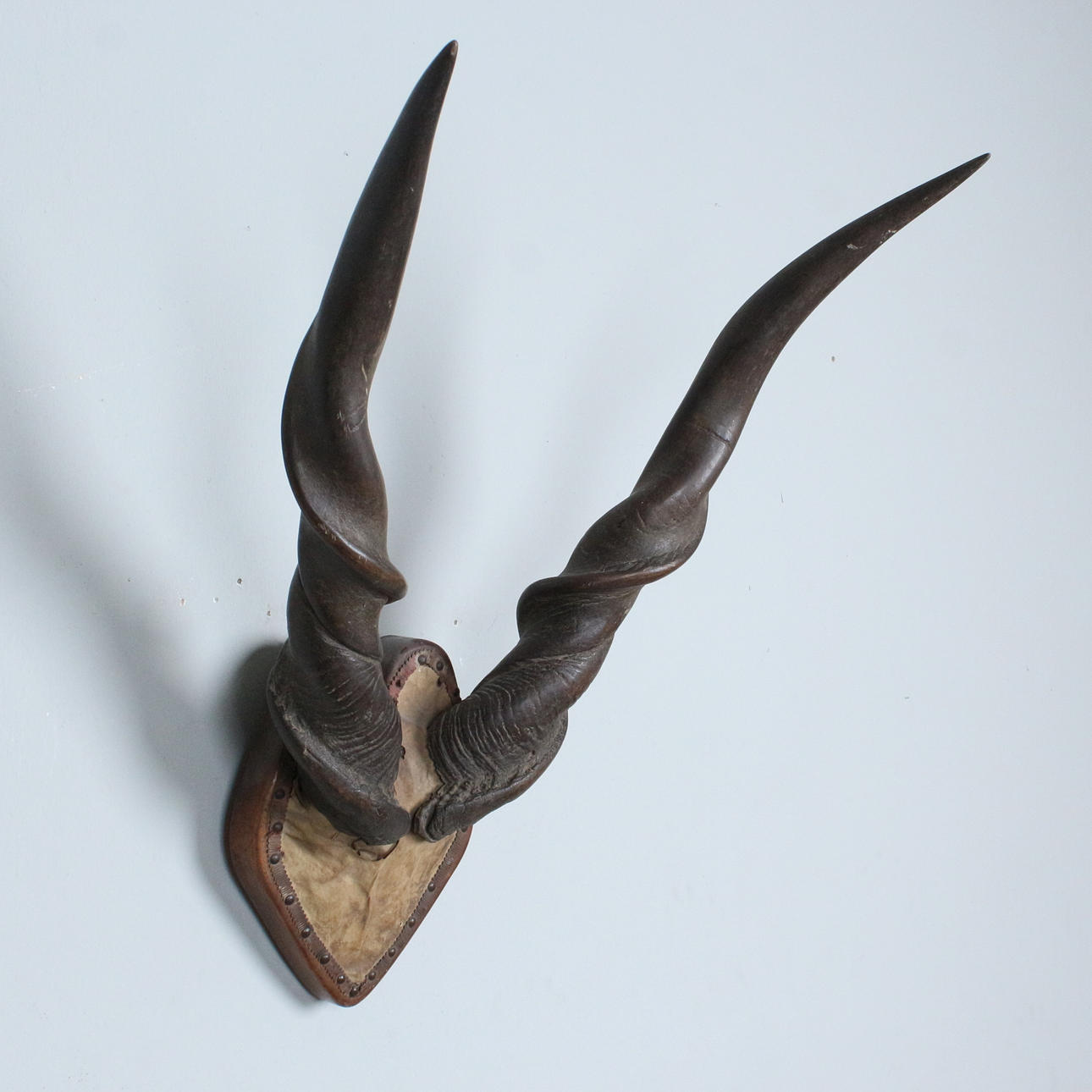 African eland antelope trophy.