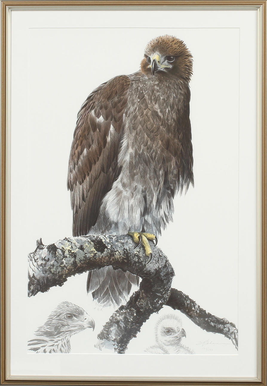 DAG PETERSON. Kungsörn. Färglitografi, signerad och numrerad 138/190.