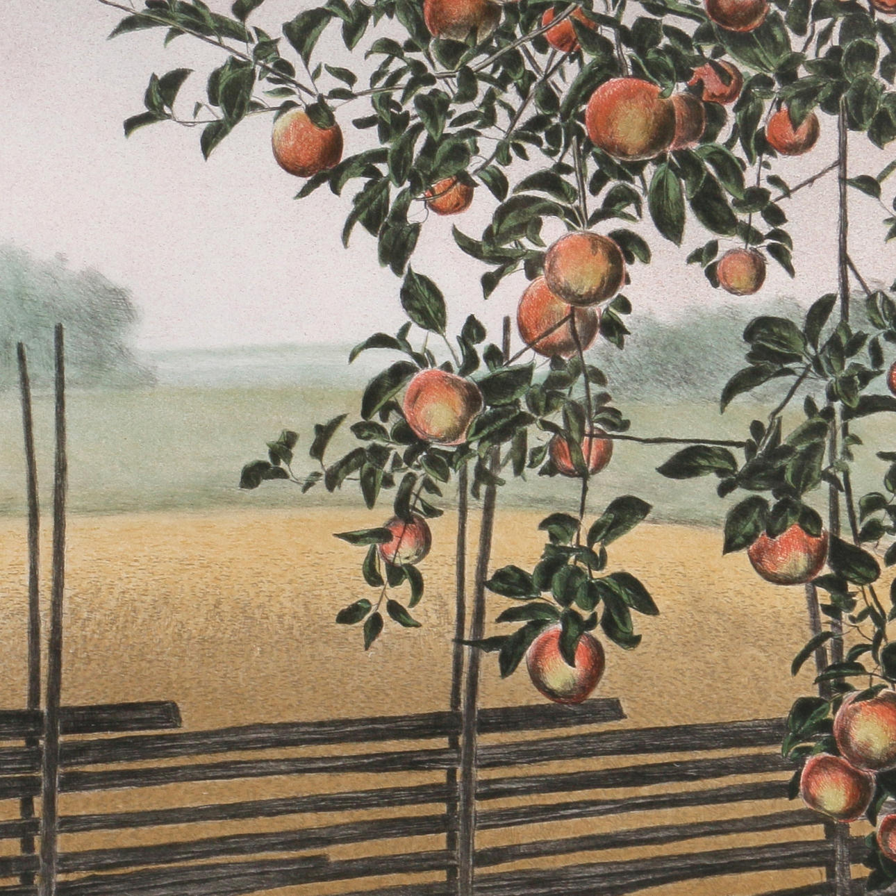 REINHOLD LJUNGGREN. Färglitografi, "Äpplen", signerad samt numrerad Orig Lito Pt.