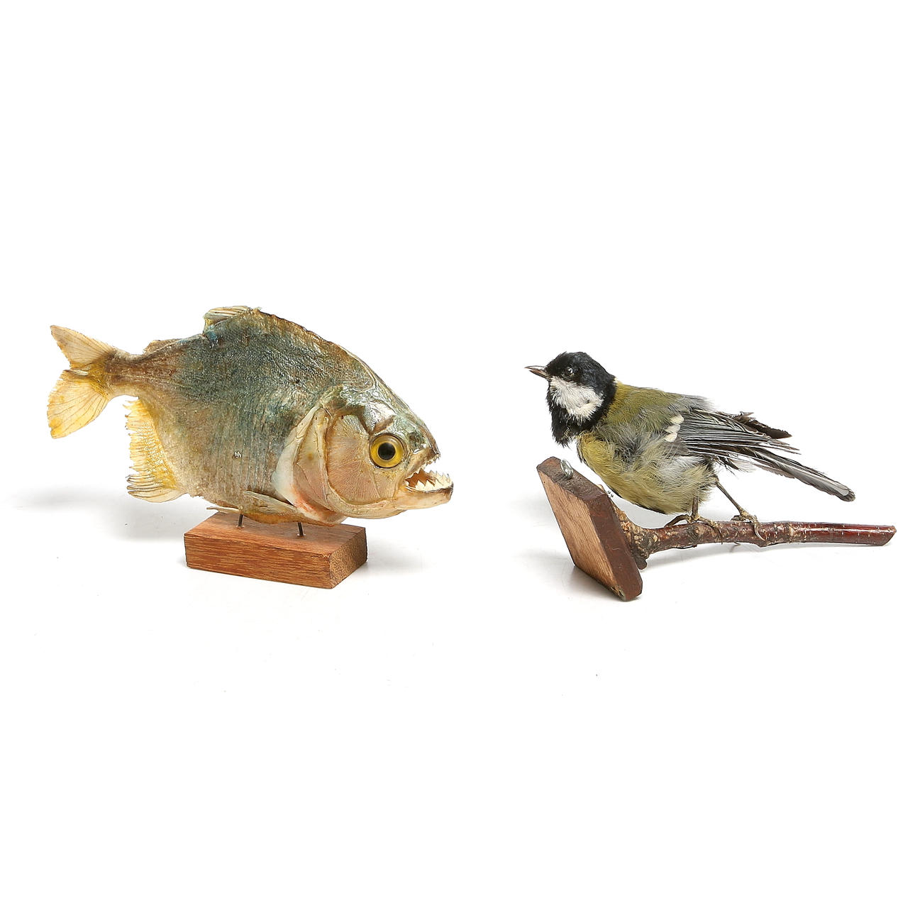 UPPSTOPPAD PIRAYA och TALGOXE, 1900-tal.