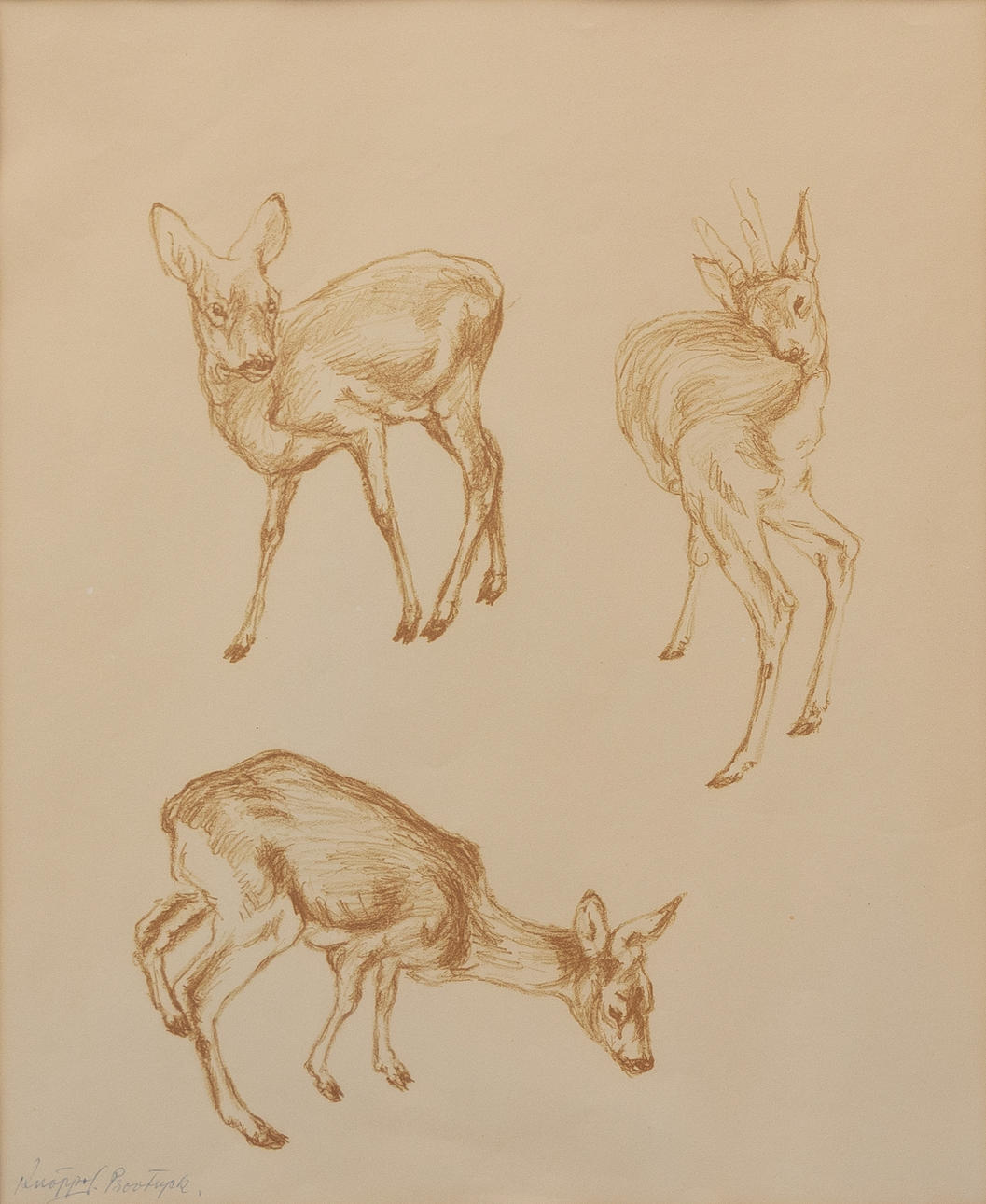 ARVID KNÖPPEL. Roe deer, lithograph, artist's proof, signed.