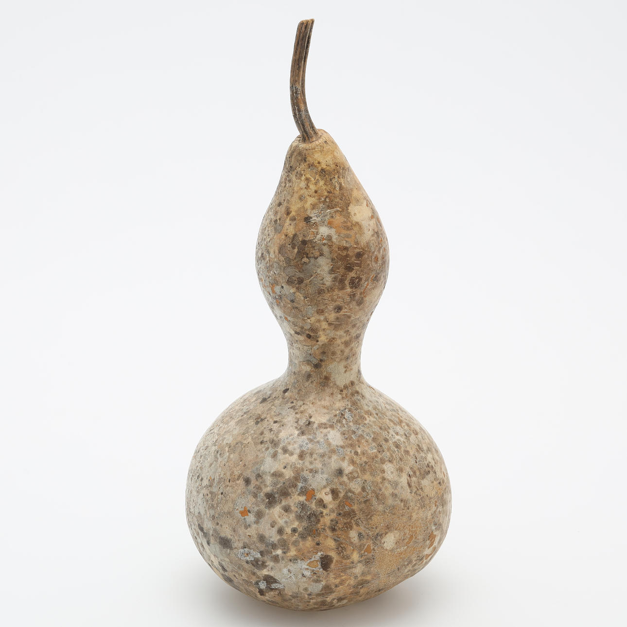 CALABASH, dried.