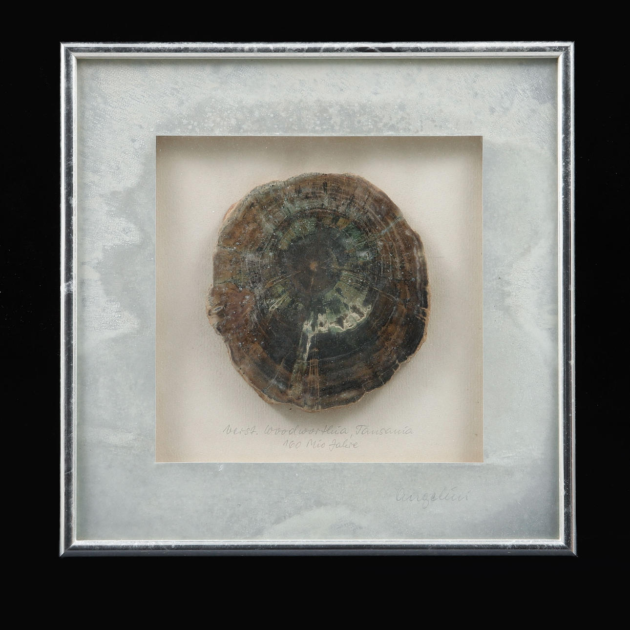 PETRIFIED WOOD, fossil.