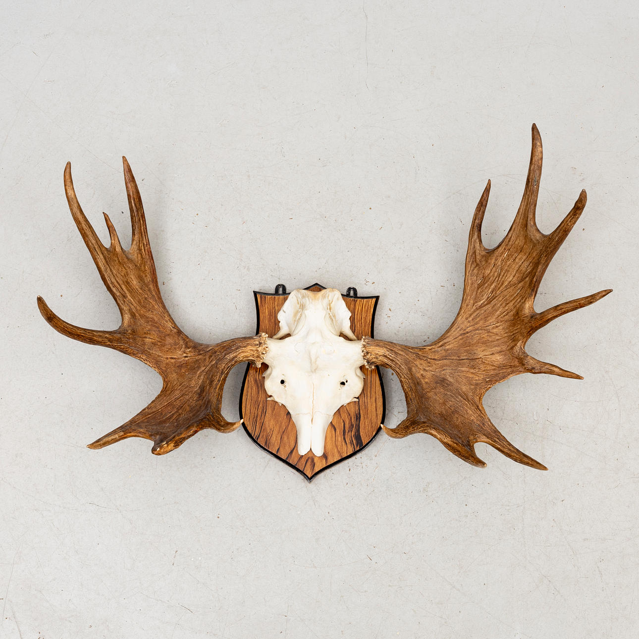 HUNTING TROPHY, moose antlers, 15 points.
