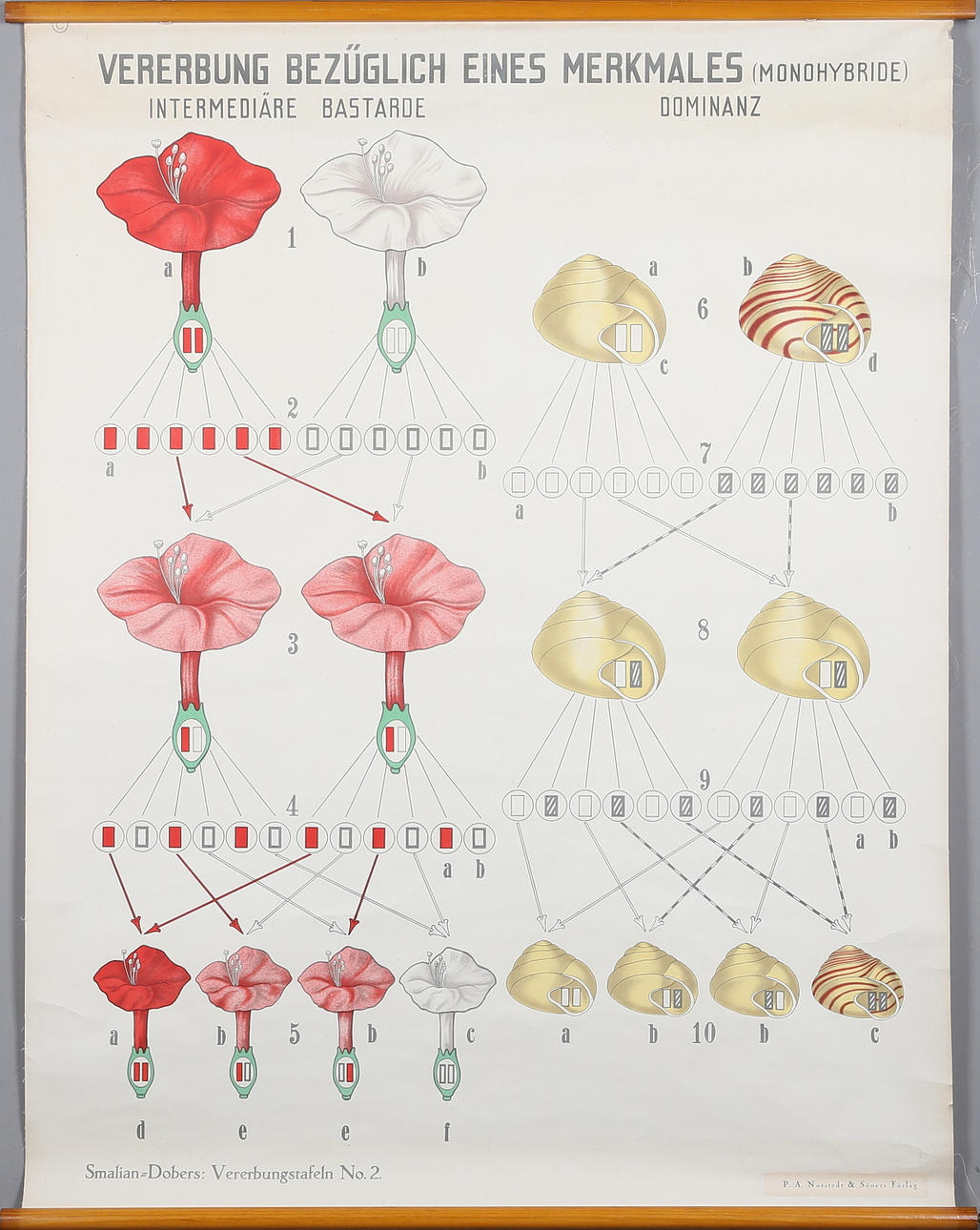 SKOLPLANSCH, offsettryck, P. A. Norstedt &Söner, Stockholm, 1900-talets mitt.