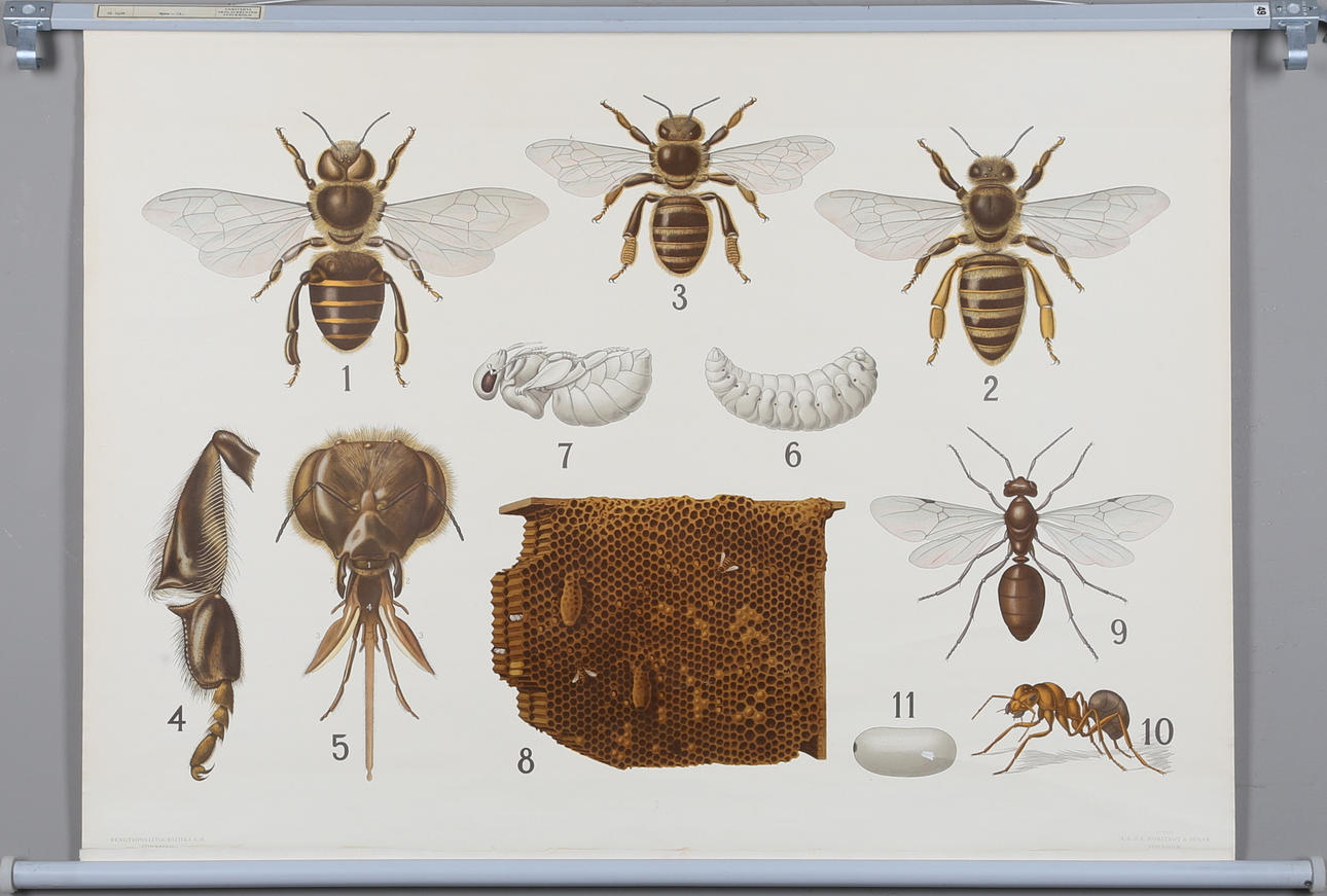 SKOLPLANSCH, offsettryck, P. A. Norstedt &Söner, Stockholm, 1900-talets andra hälft.