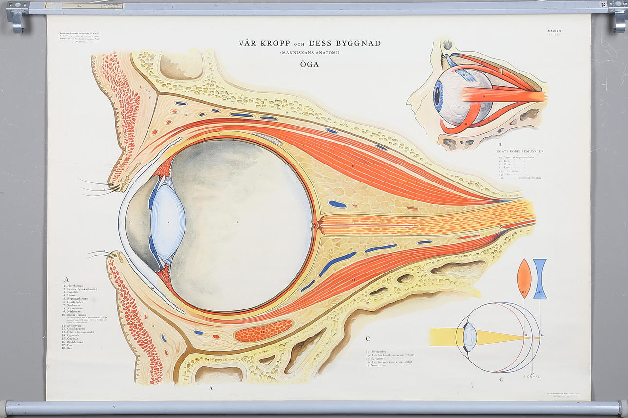 SKOLPLANSCH, offsettryck, P. A. Norstedt &Söner, Stockholm, 1900-talets andra hälft.
