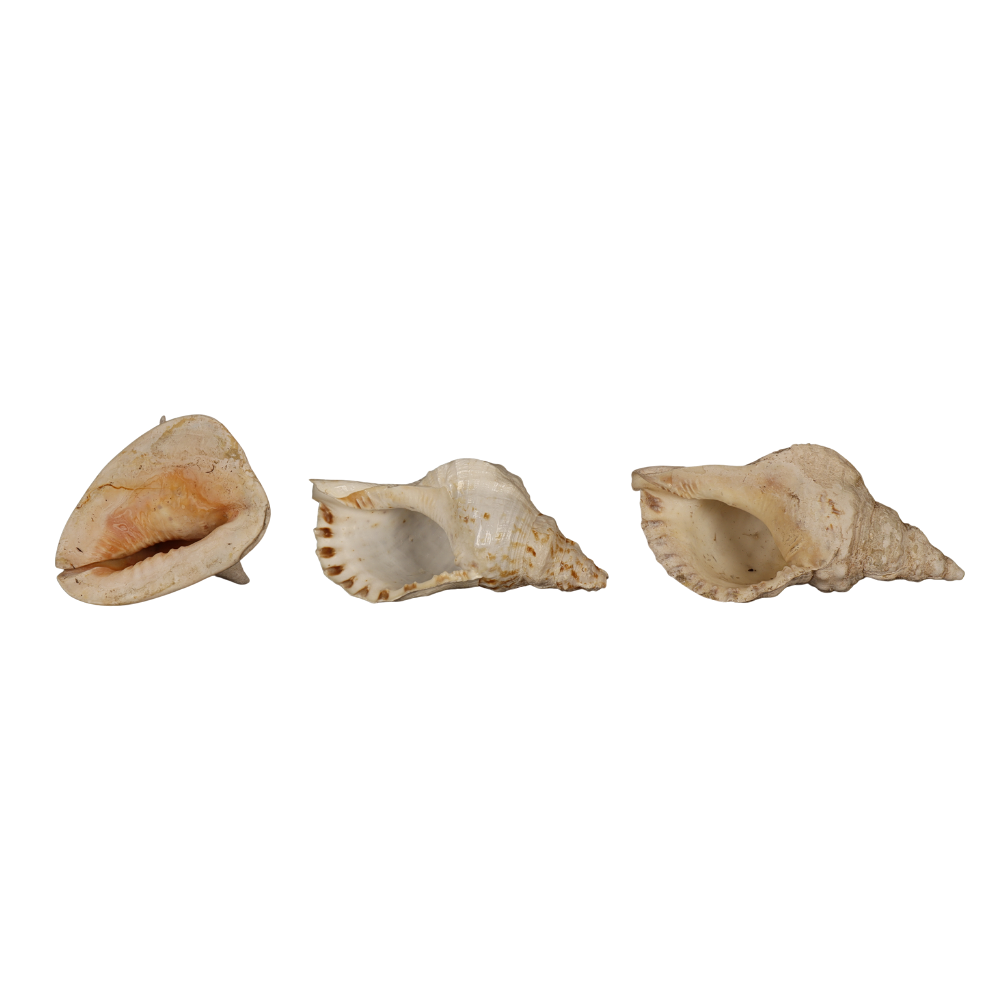 Three large seashells.