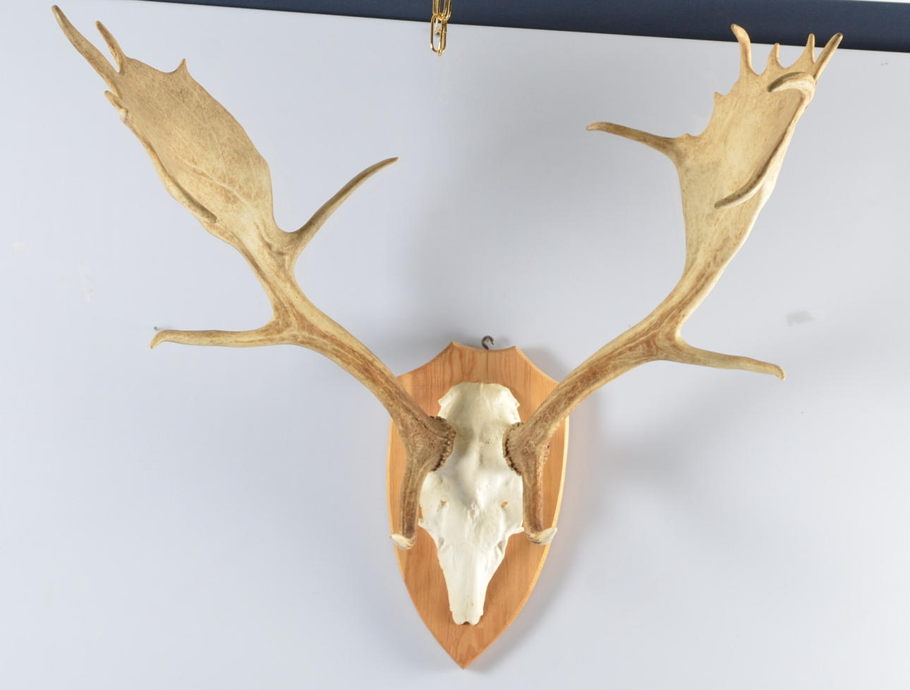 DOVHJORTSHORN, monterad på träplatta.