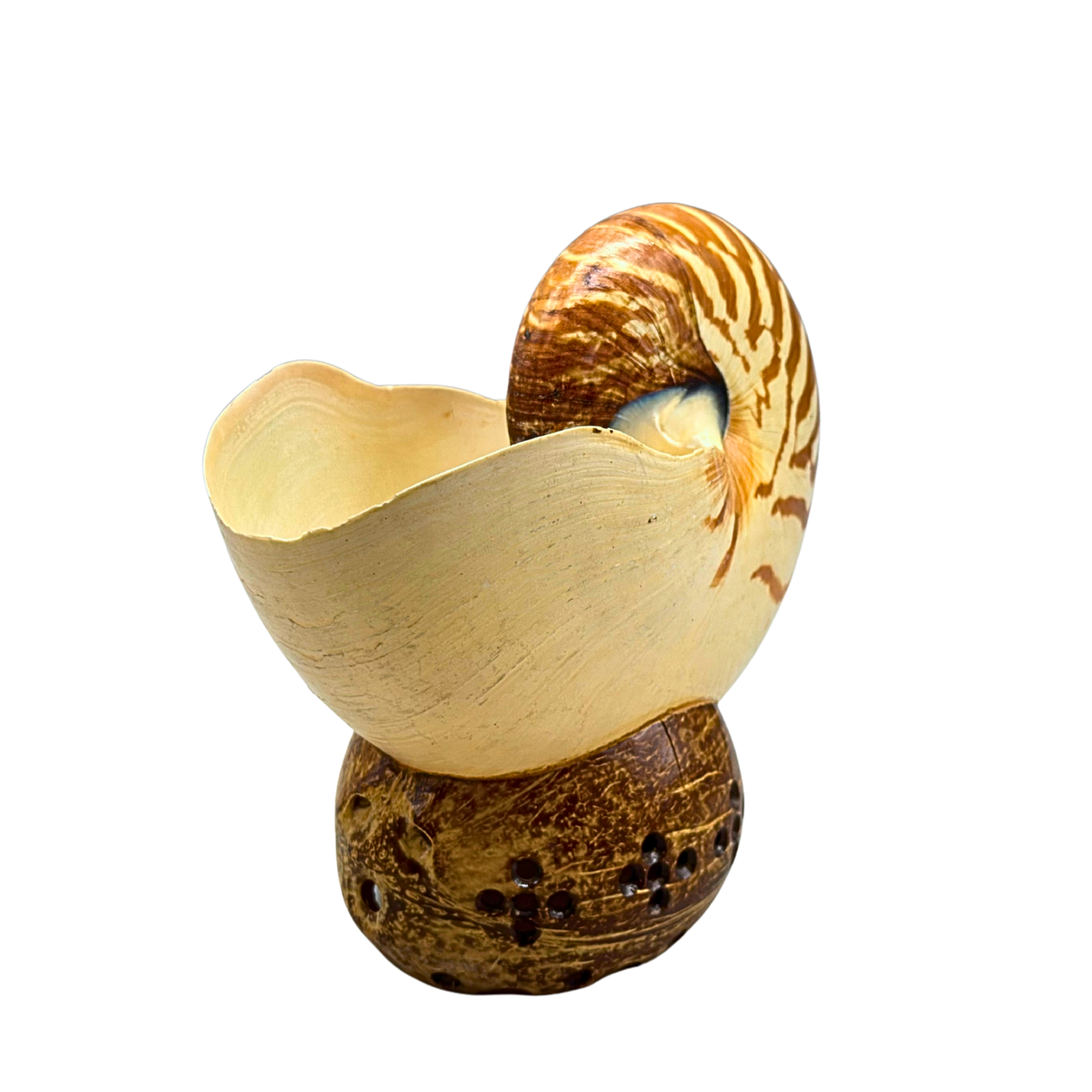 GENUINE NAUTILUS SHELL ON A PLINTH.