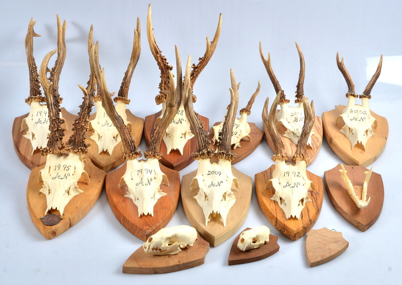JAKTTROFÉER 12 st, rådjurshorn på träplattor.