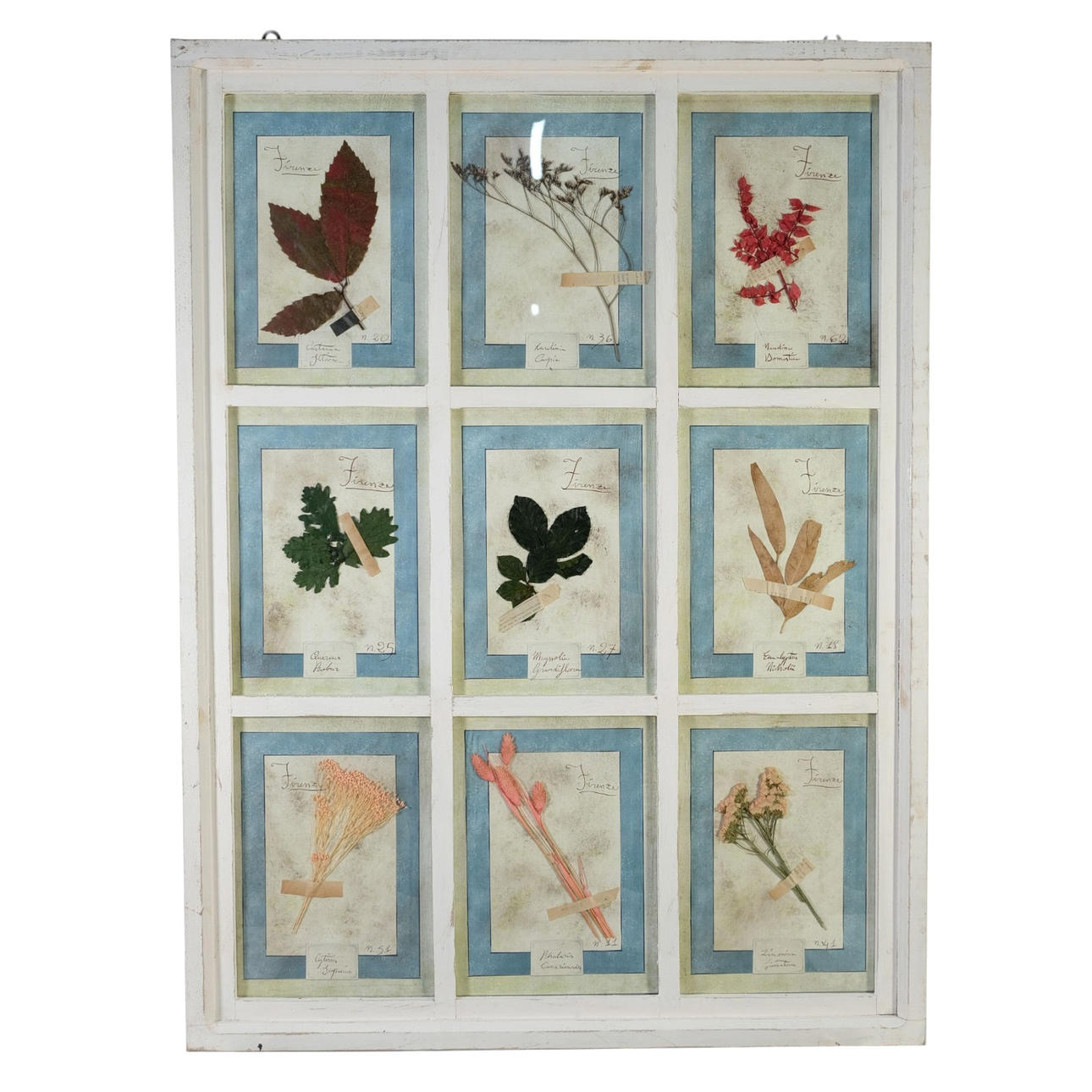 Italian herbarium.