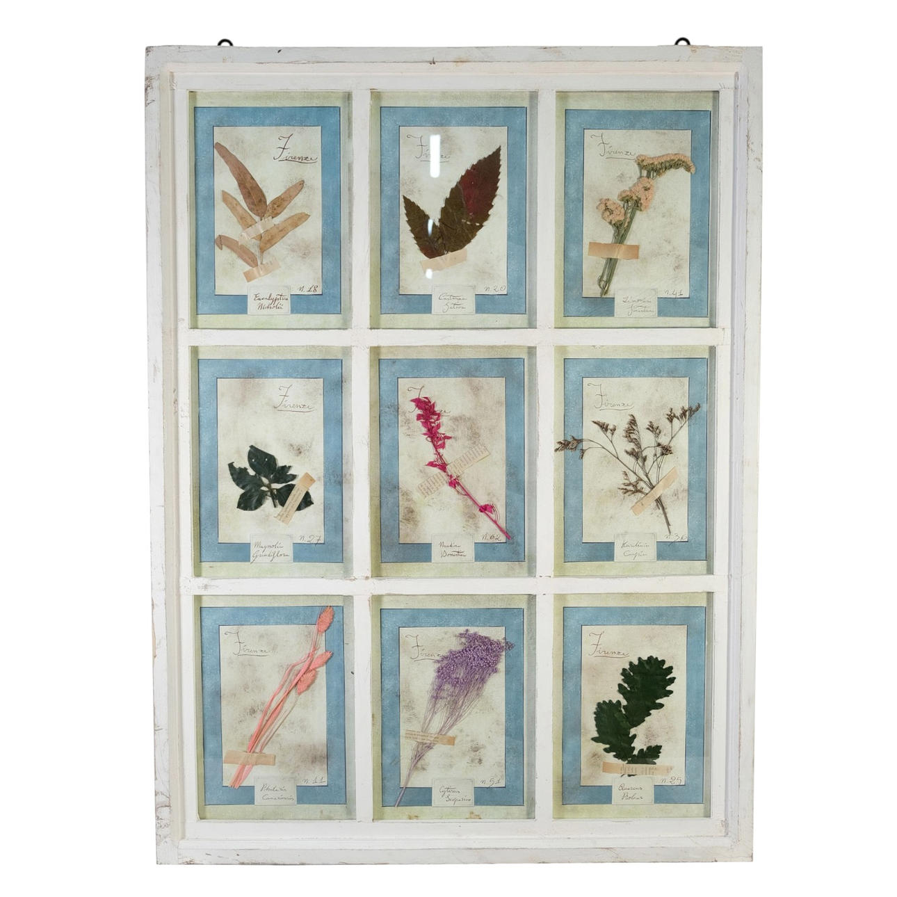 Italian herbarium.