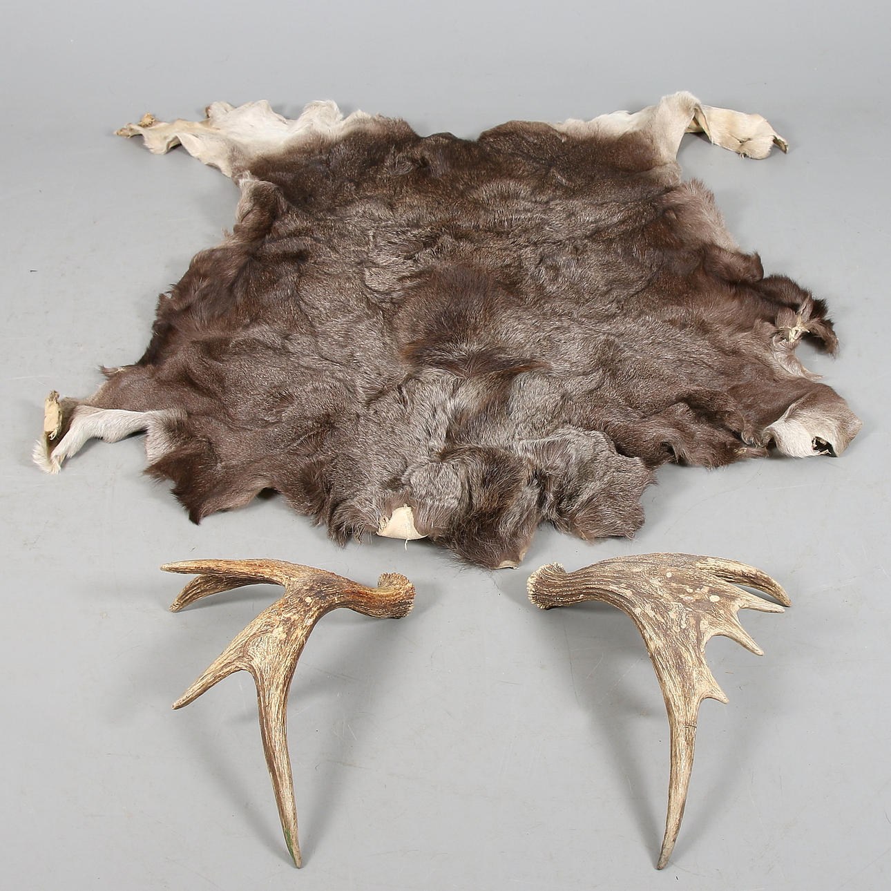 ÄLGSKINN, garvat, samt ÄLGHORN, 2 st.