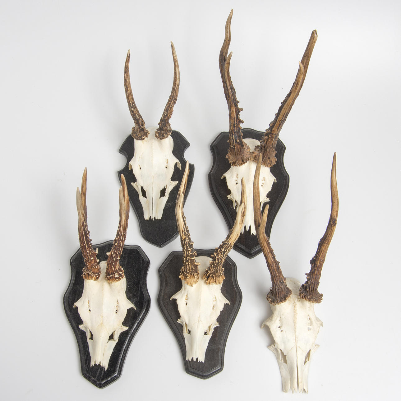 JAKTTROFFEER, 5 stycken, rådjur.