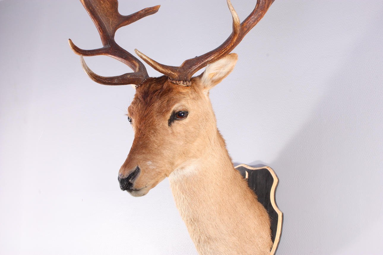 JAKTTROFÉ, Dovhjort, uppstoppad, 1980-tal.