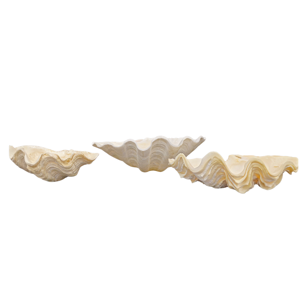 Three shells.