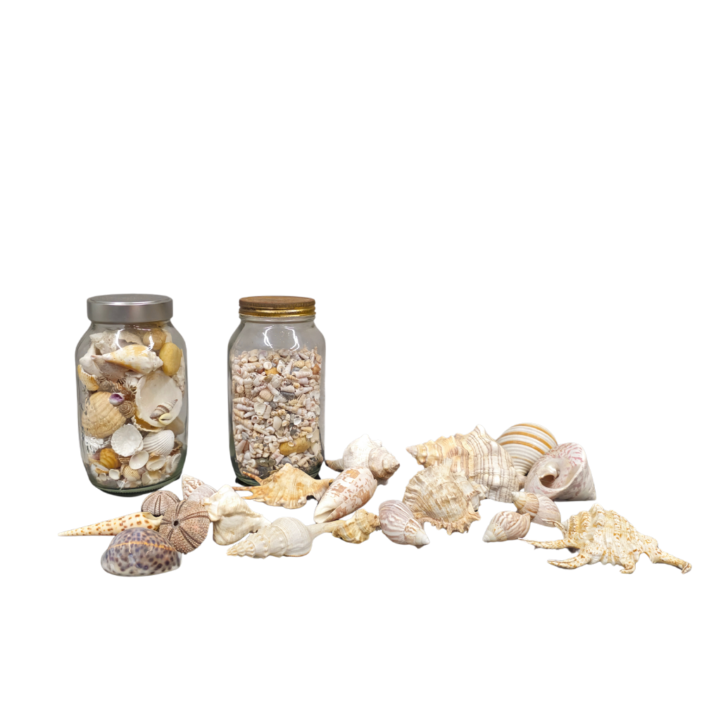 Shell collection.