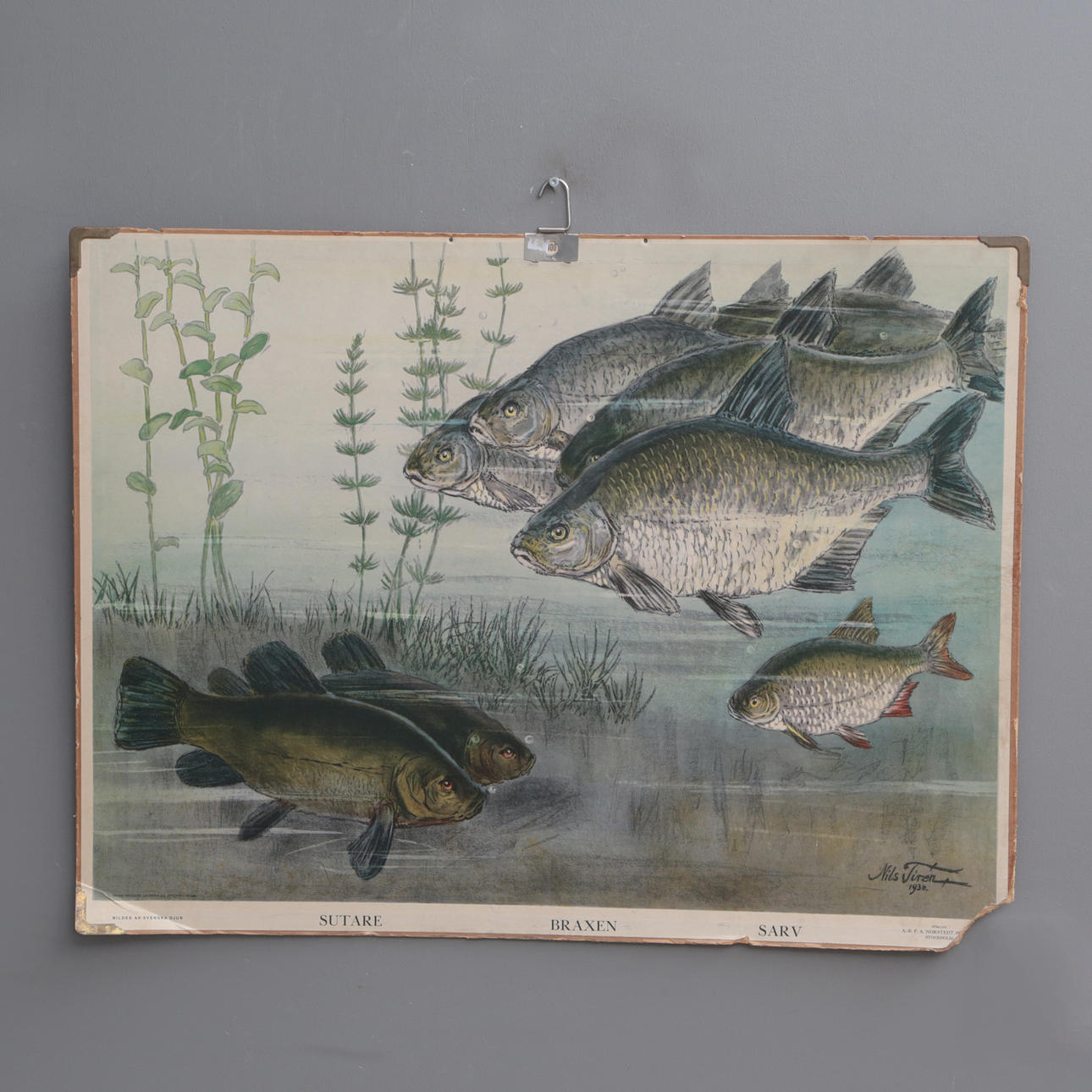 school chart, fish.
