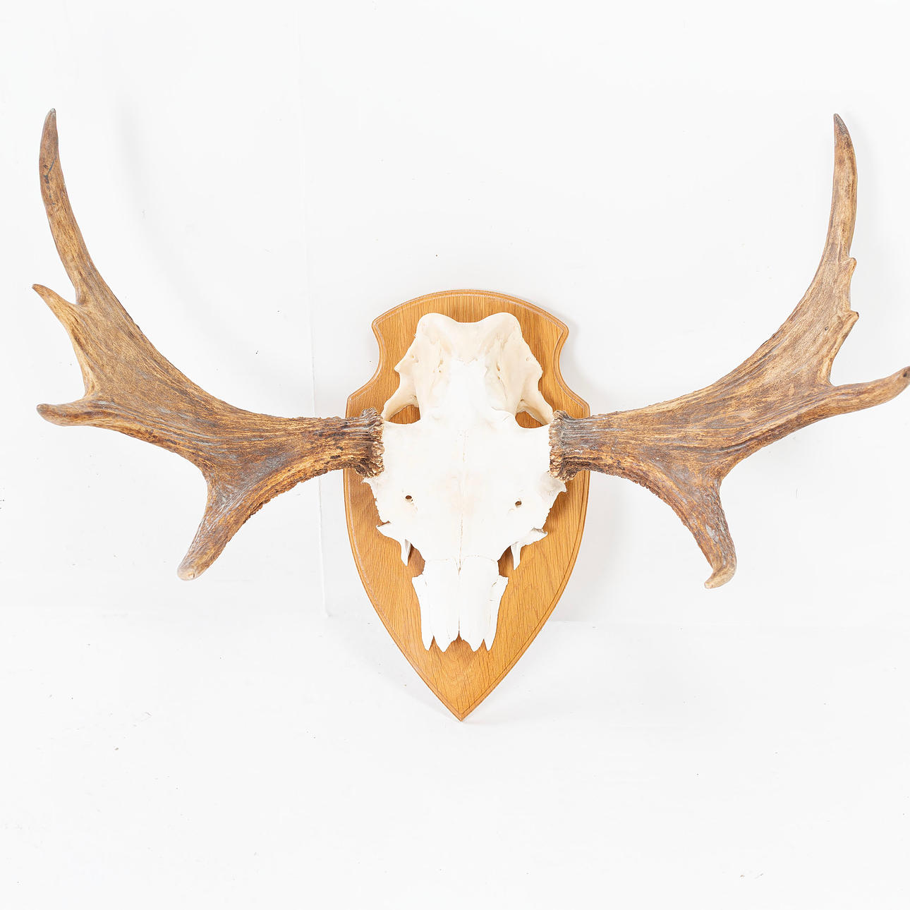 HUNTING TROPHY, Moose antlers 7-pointer.
