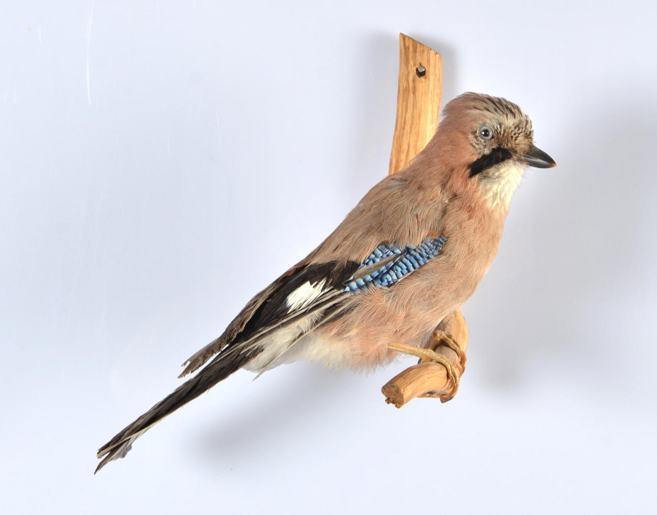 UPPSTOPPAD NÖTSKRIKA.