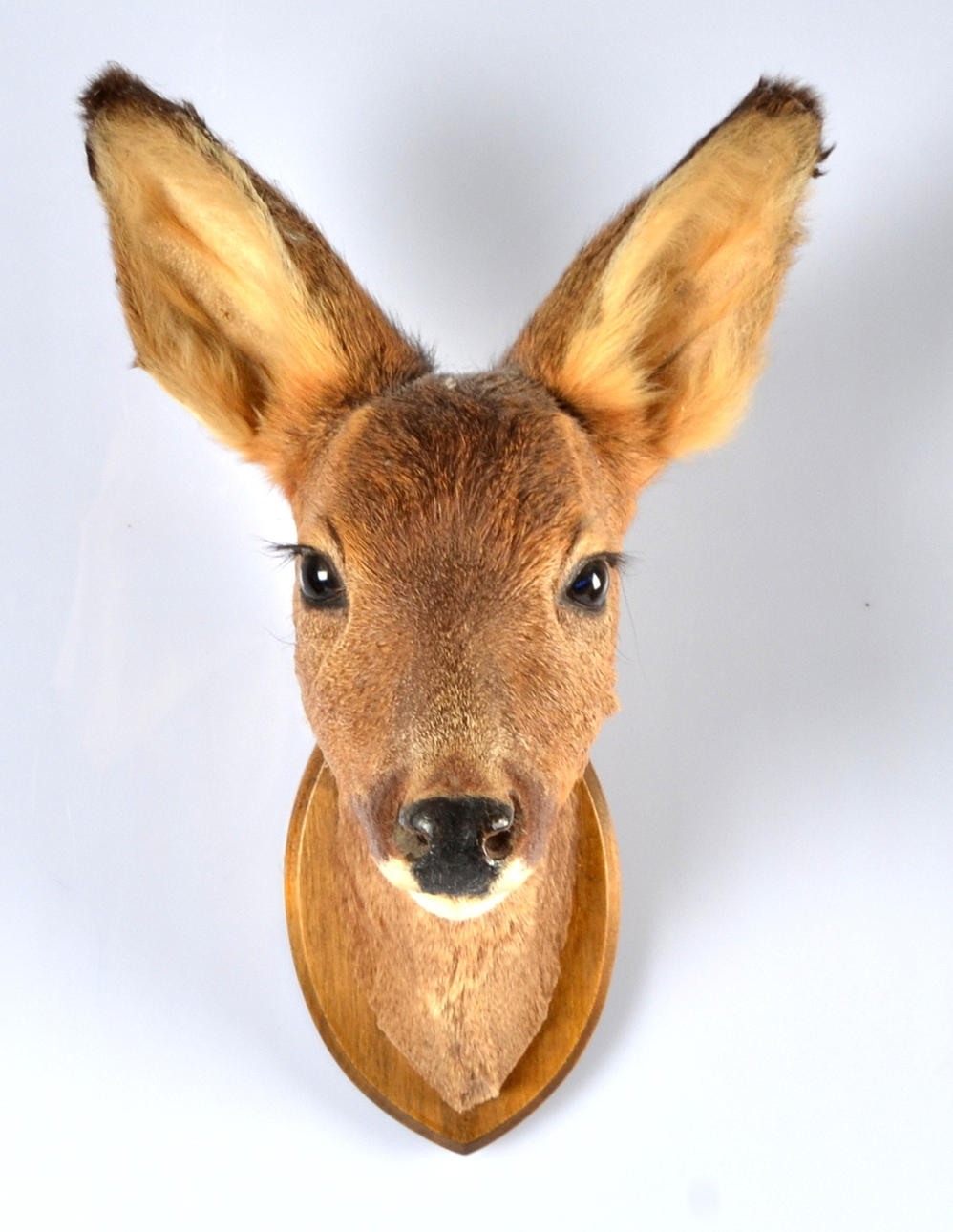 JAKTTROFÉ, rådjur, 1900-tal.