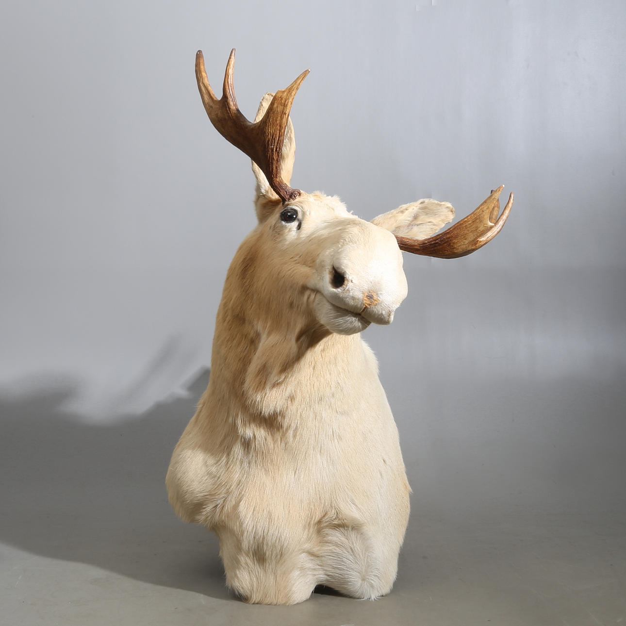 JAKTTROFÉ, älghuvud, 8 taggar.