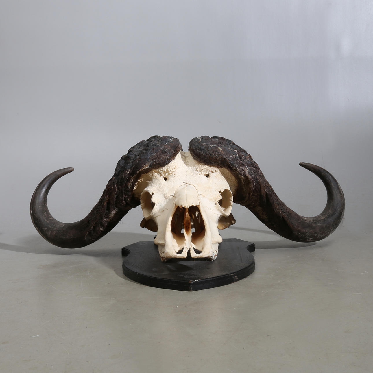 JAKTTROFÉ, Vattenbuffel, monterad på träplatta.