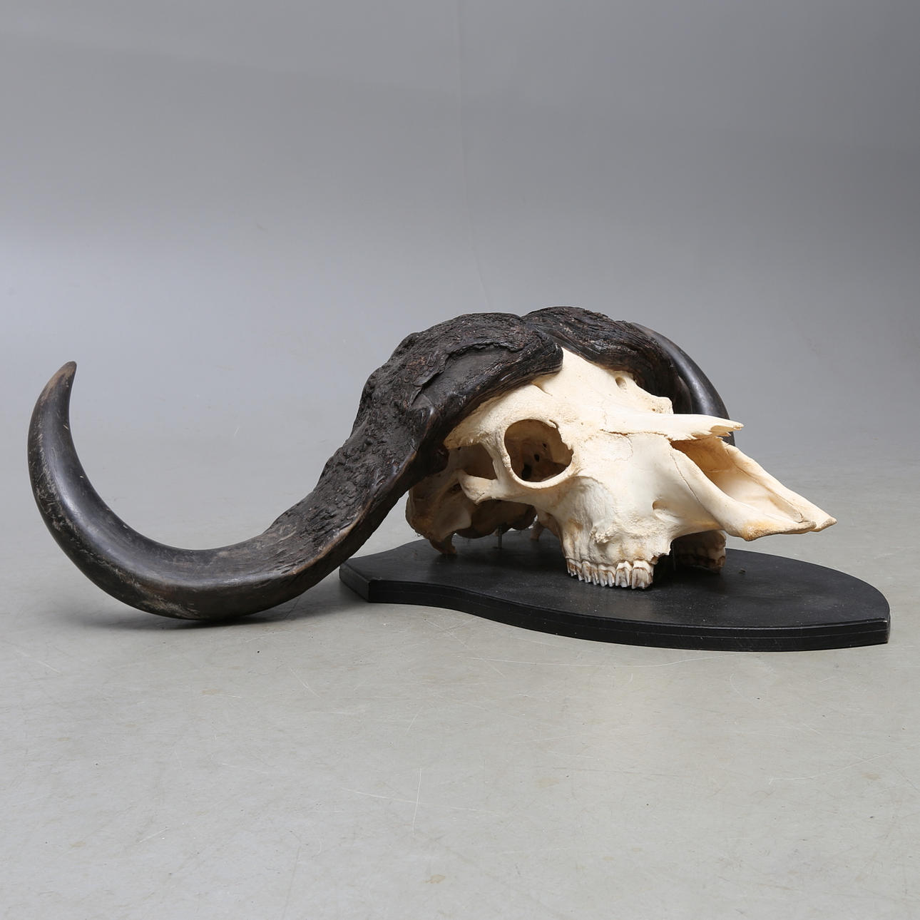 JAKTTROFÉ, Vattenbuffel, monterad på träplatta.